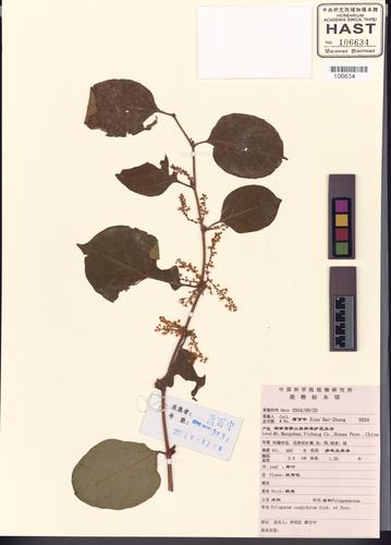 Polygonum cuspidatum Sieb. & Zucc.