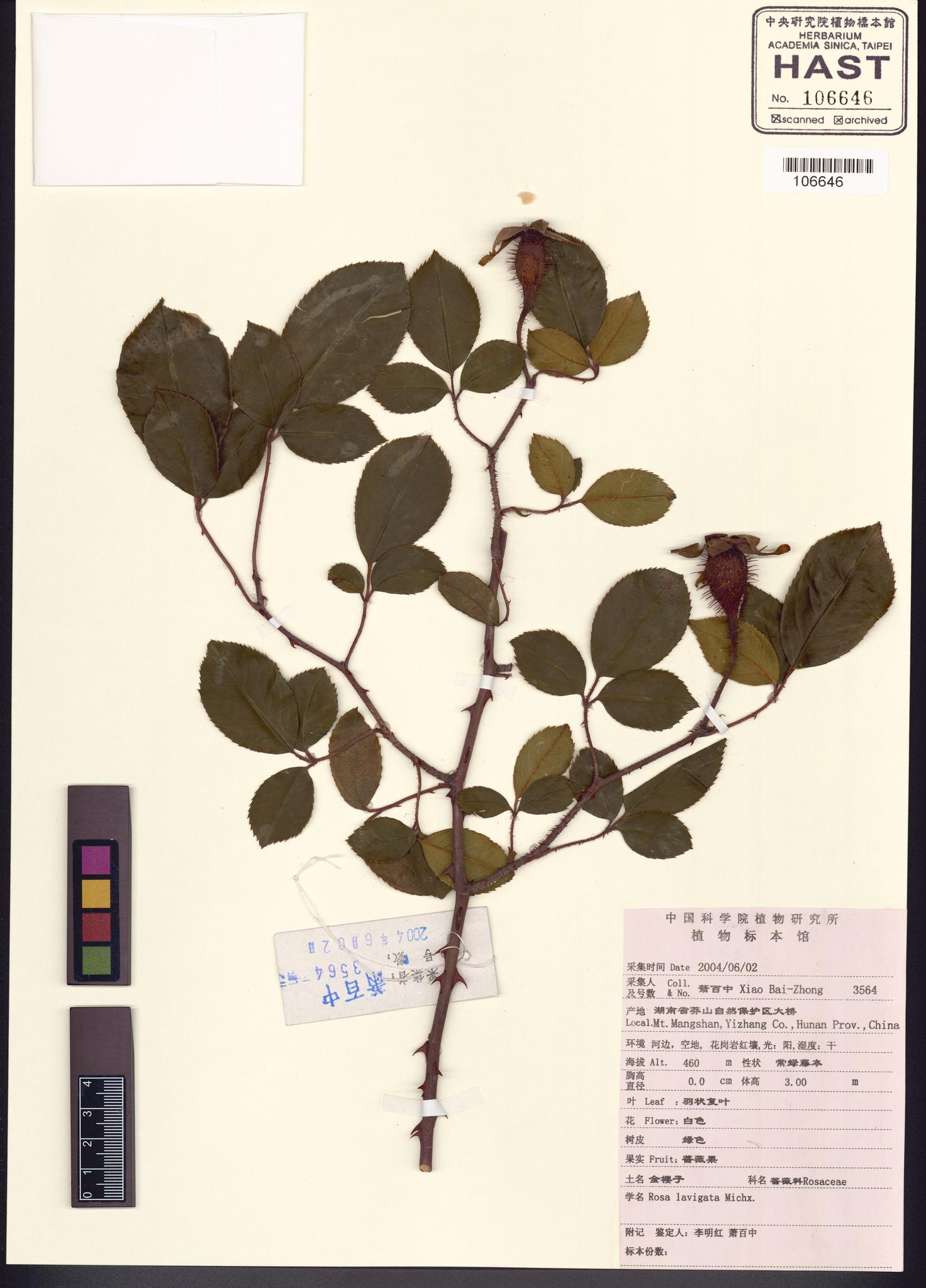 Sample image for viewer