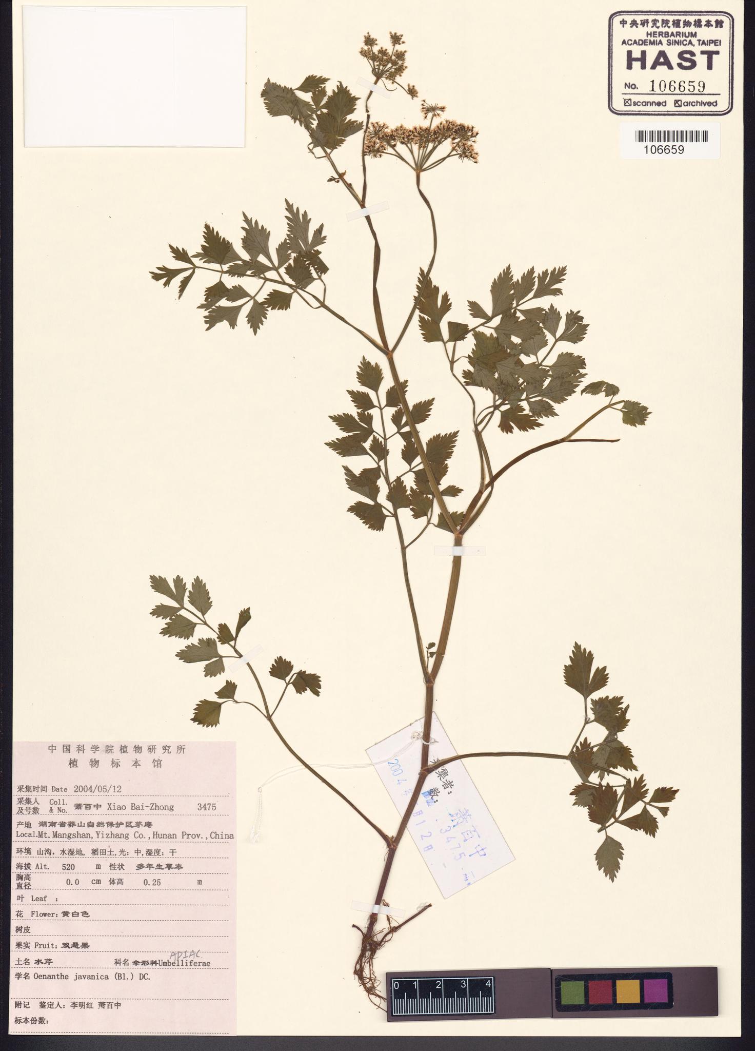 Sample image for viewer