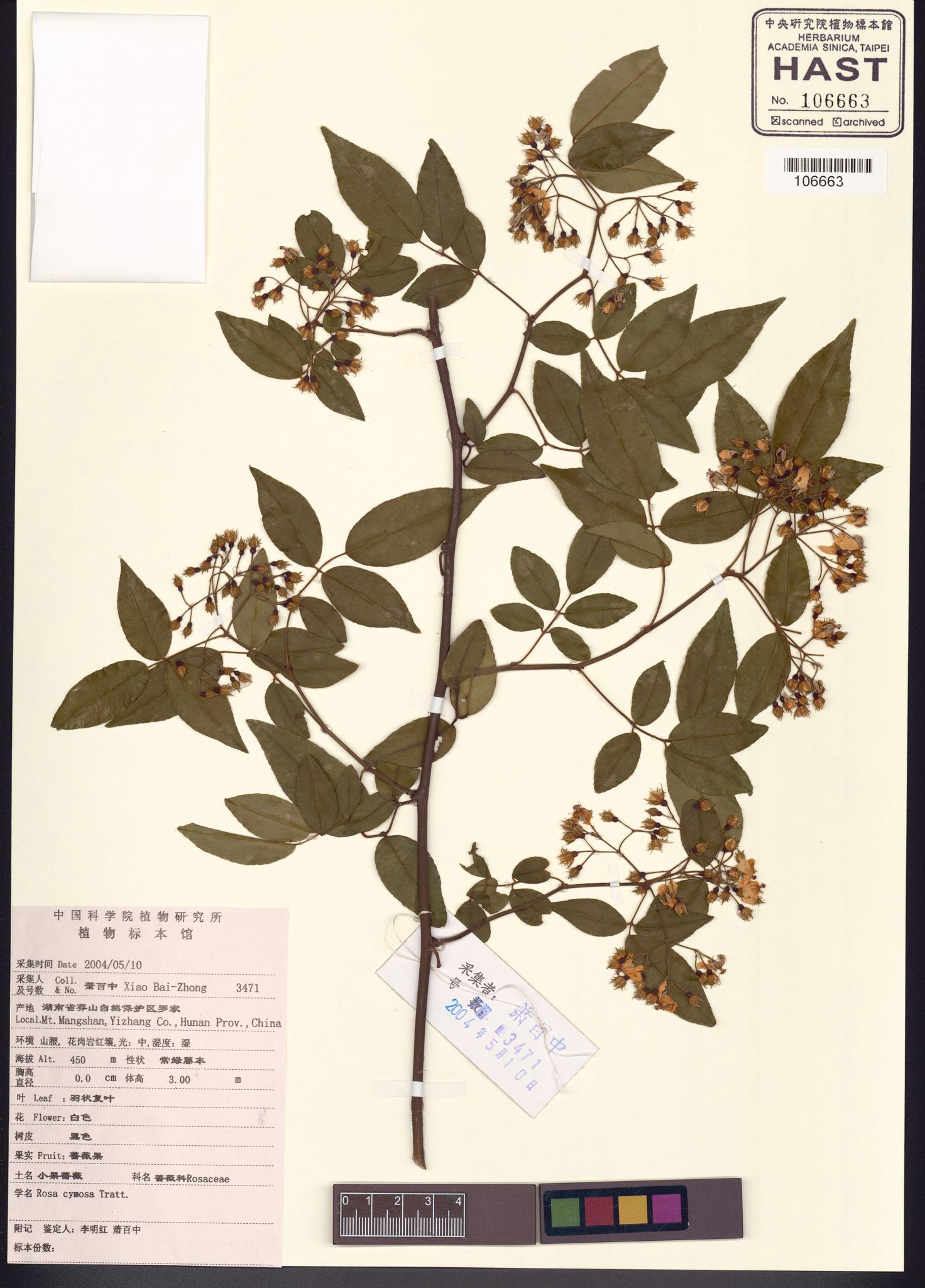 Sample image for viewer