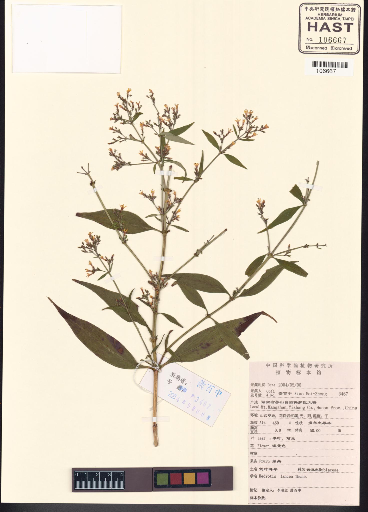 Sample image for viewer