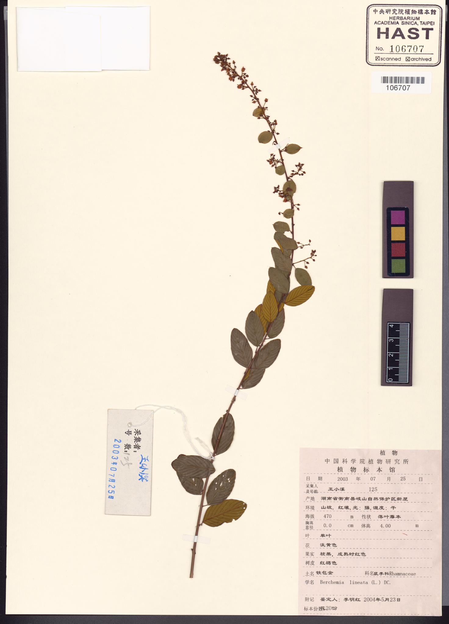 Sample image for viewer