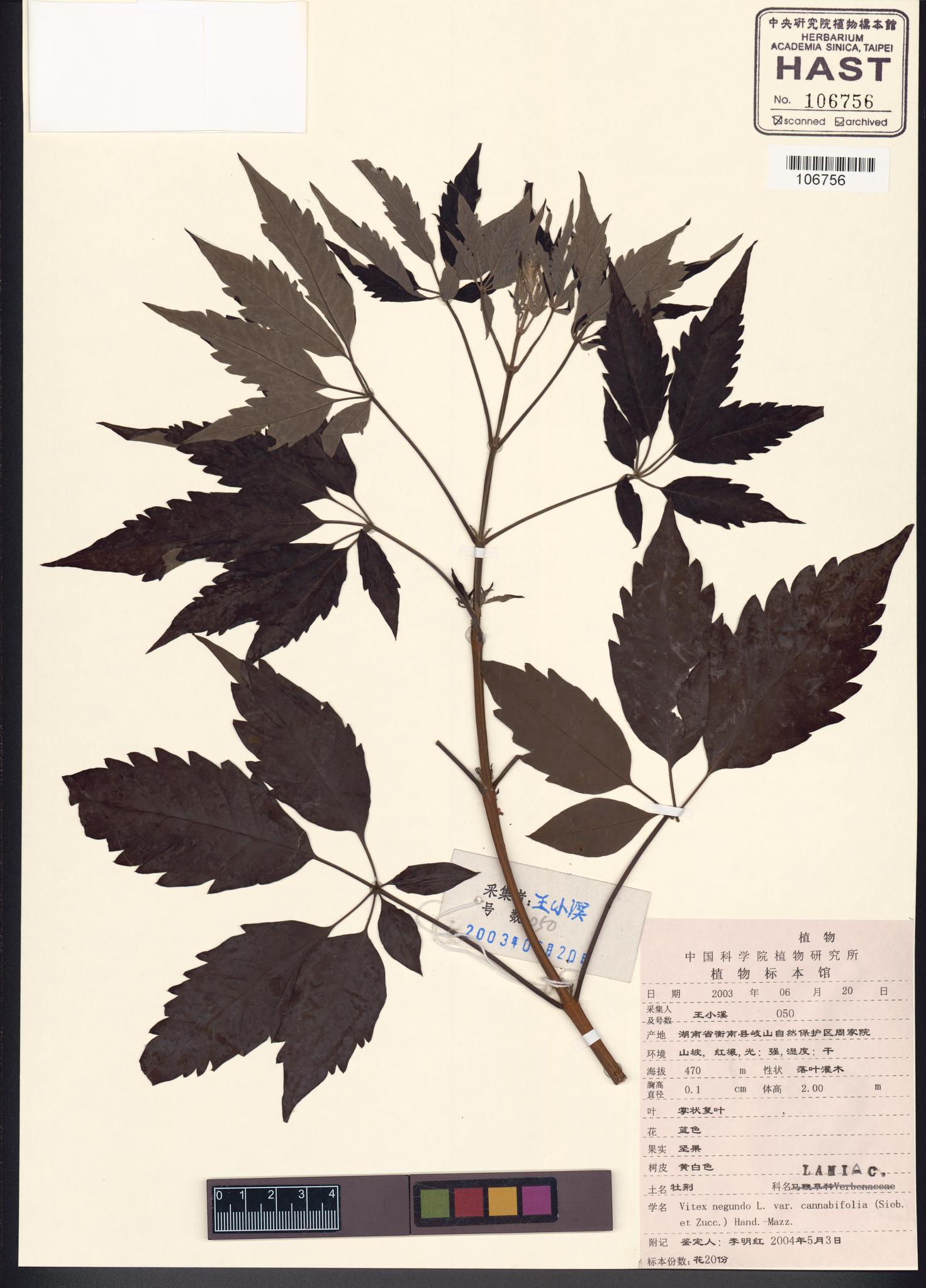 Sample image for viewer