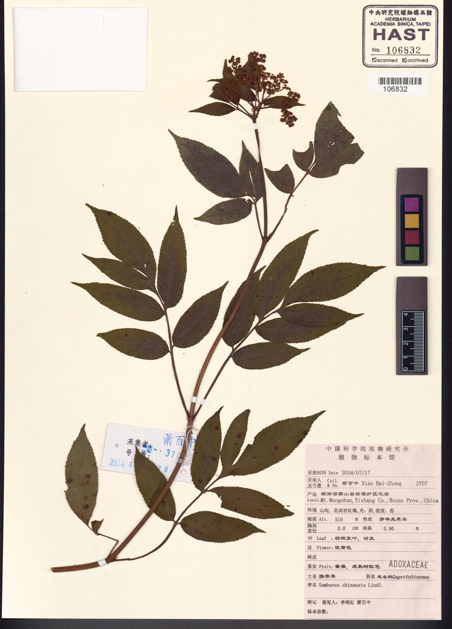 Sample image for viewer