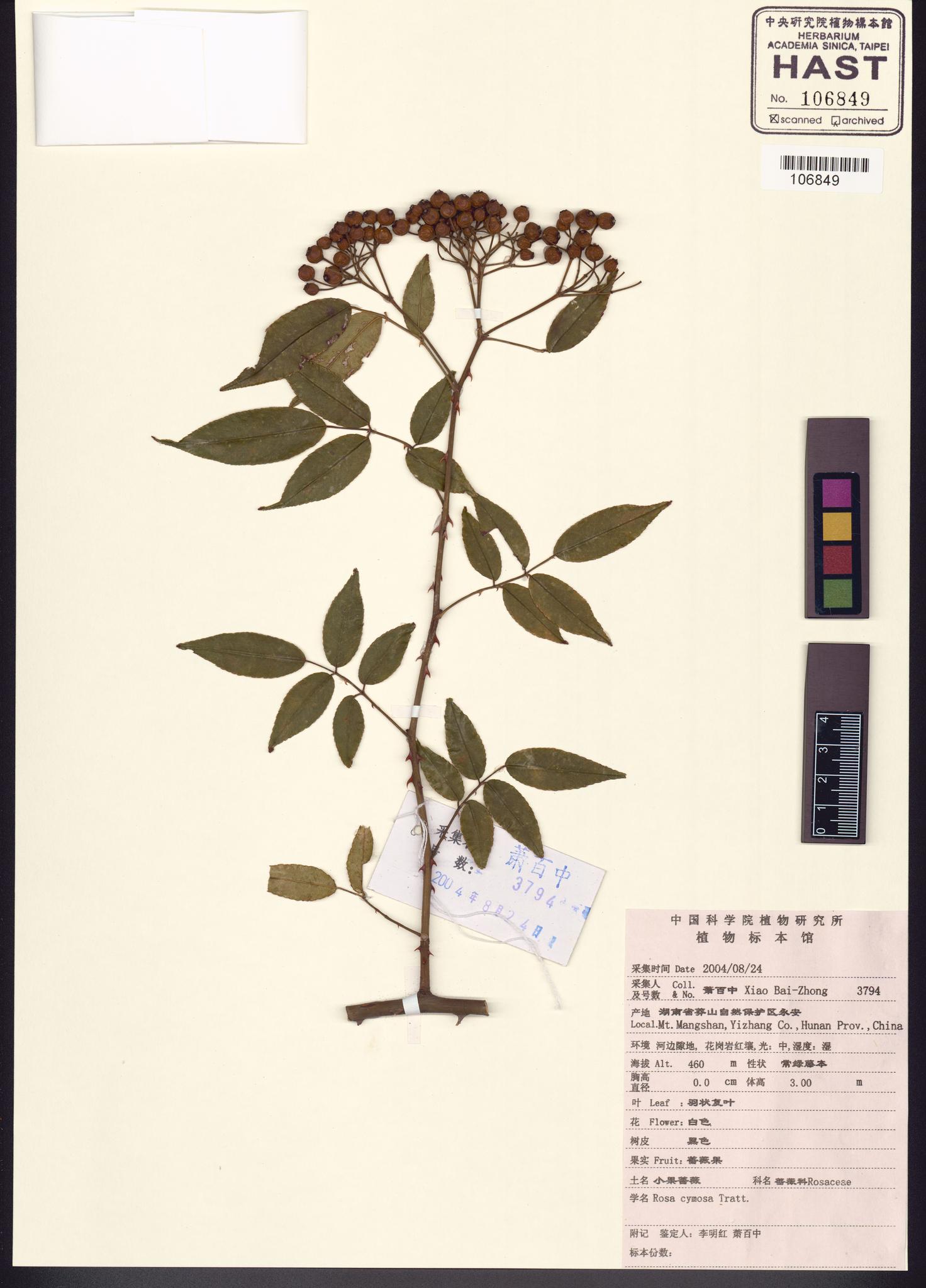 Sample image for viewer