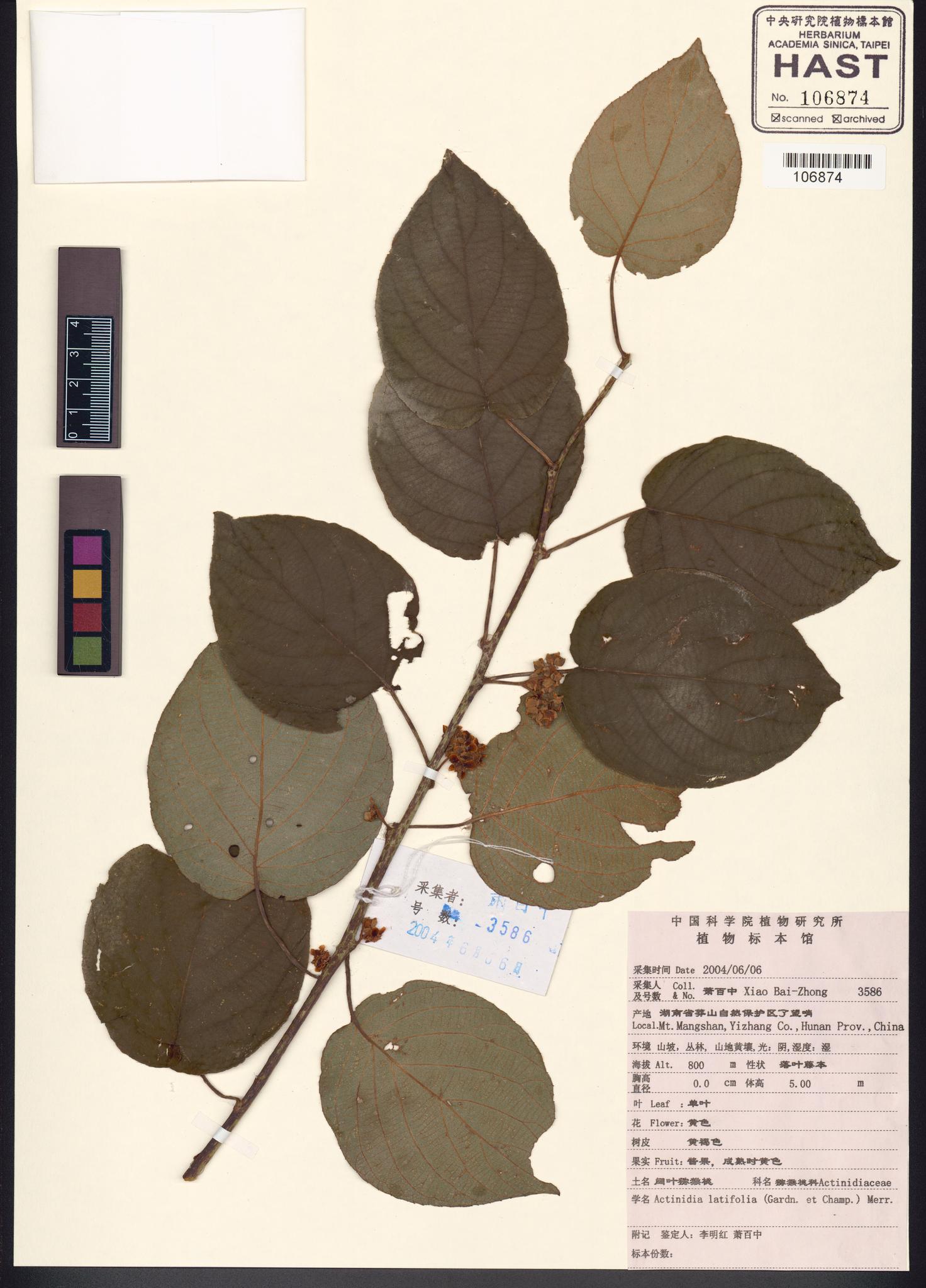 Sample image for viewer