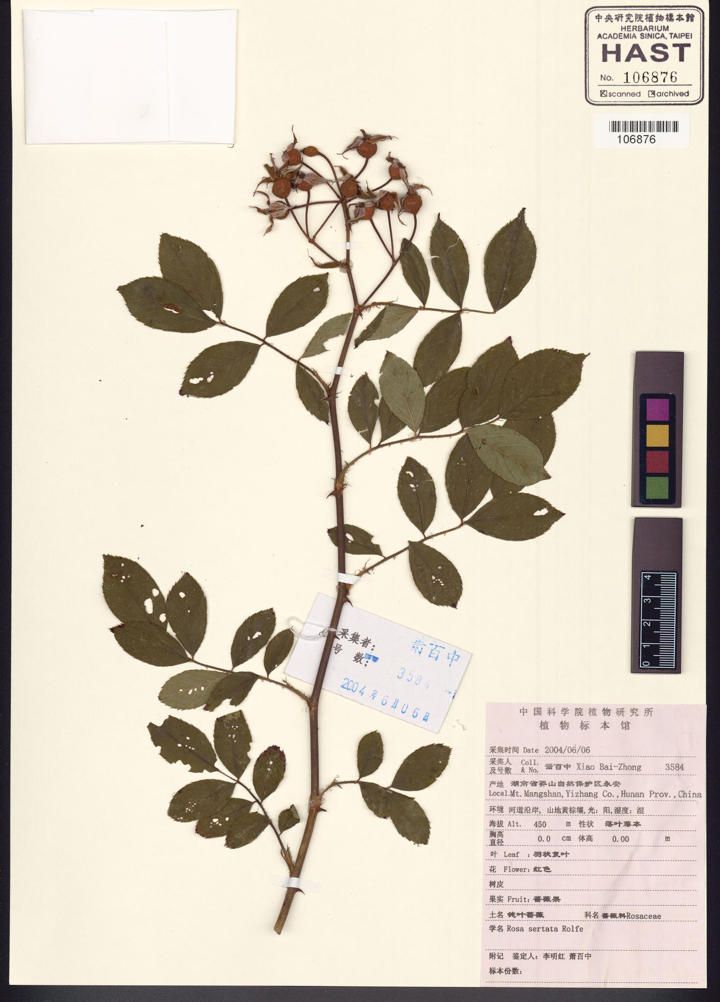 Sample image for viewer