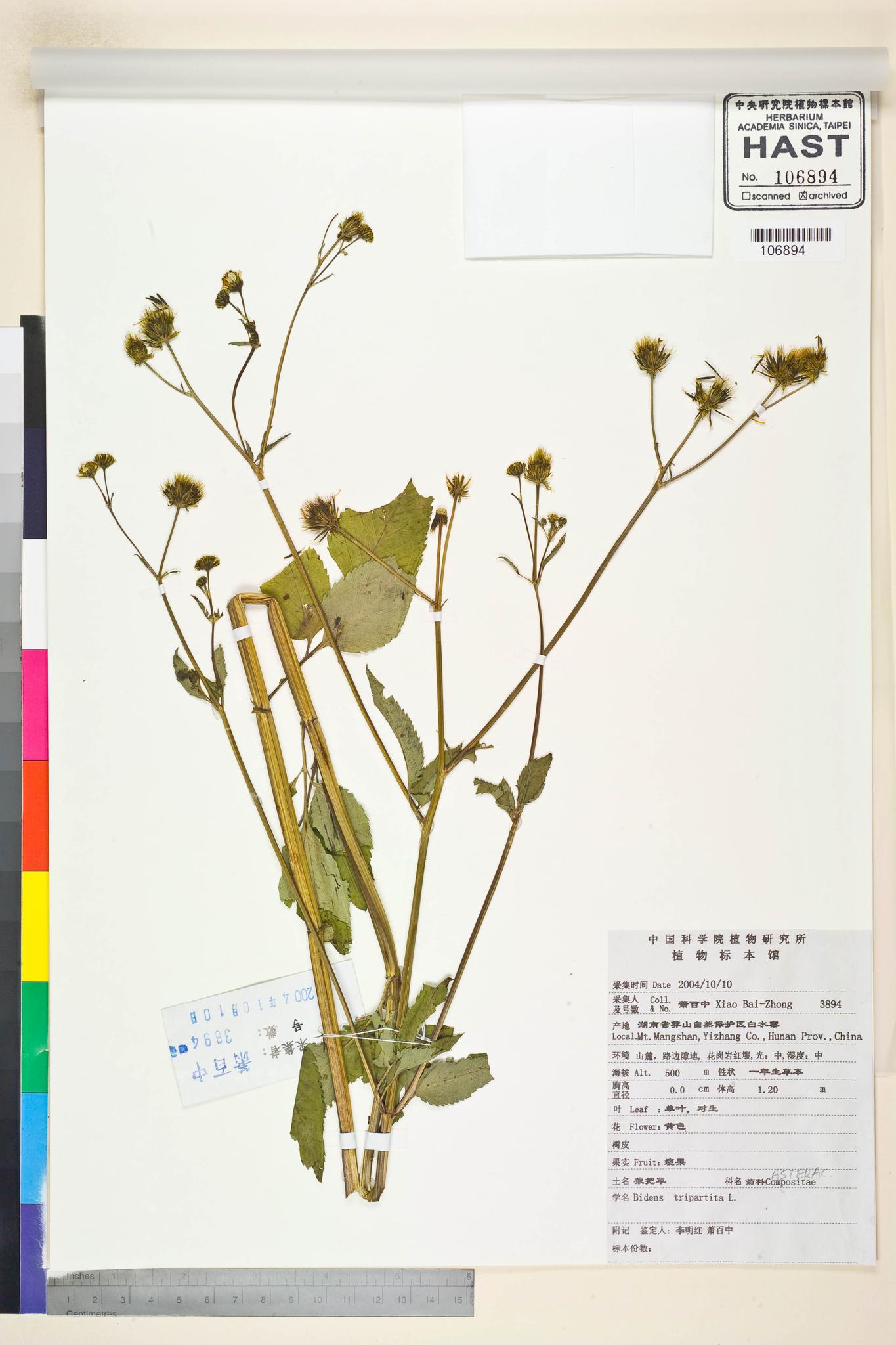 Sample image for viewer