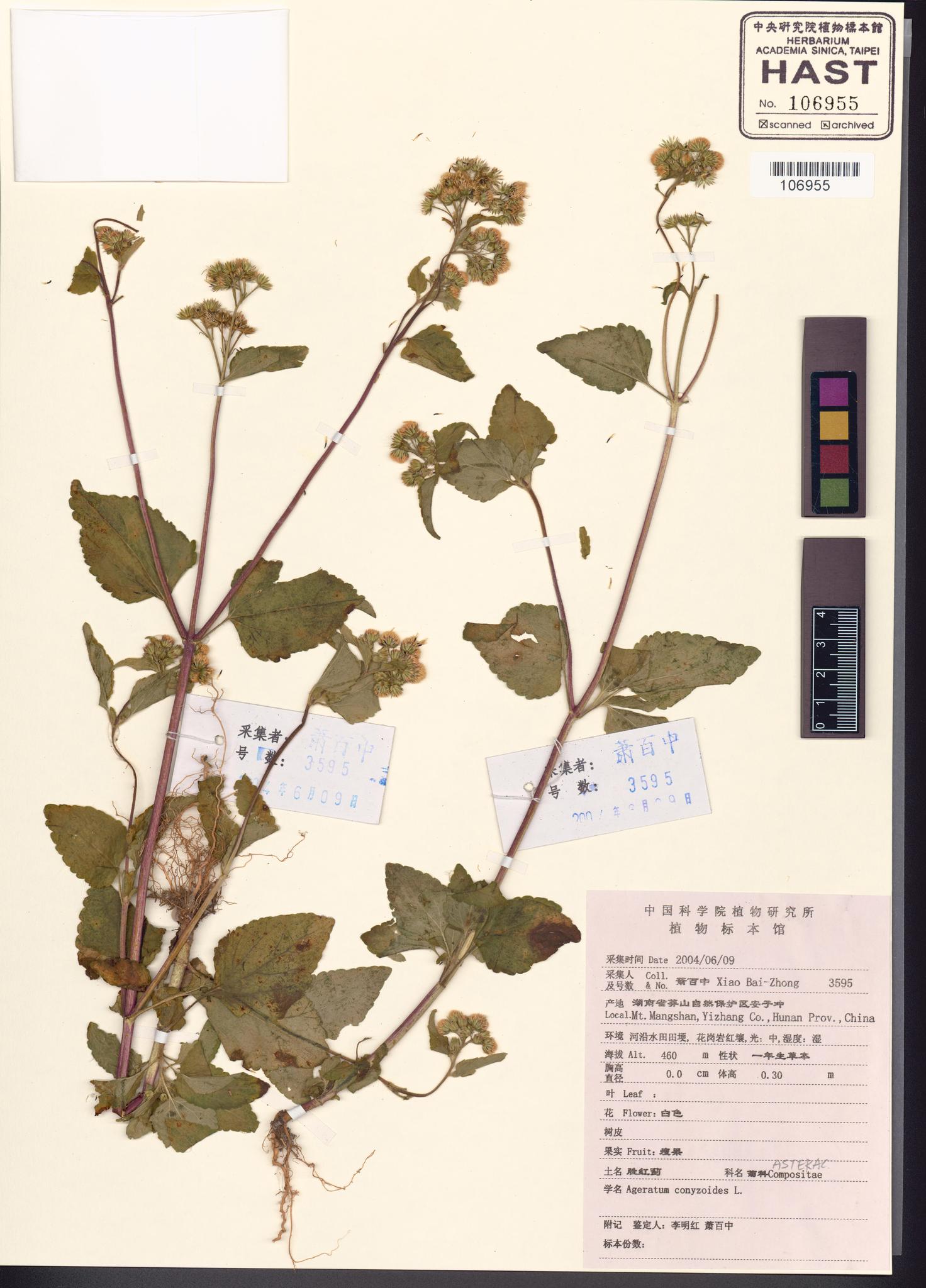 Sample image for viewer