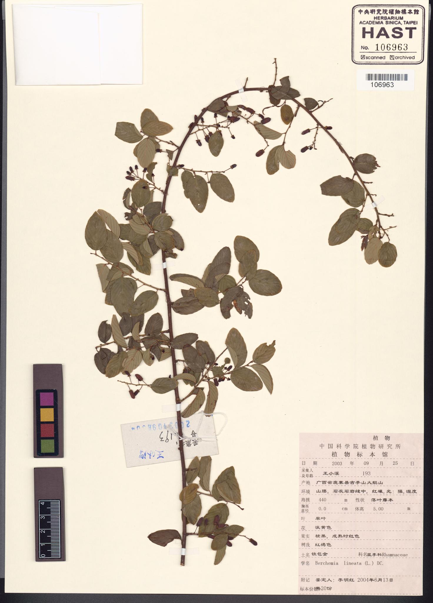 Sample image for viewer