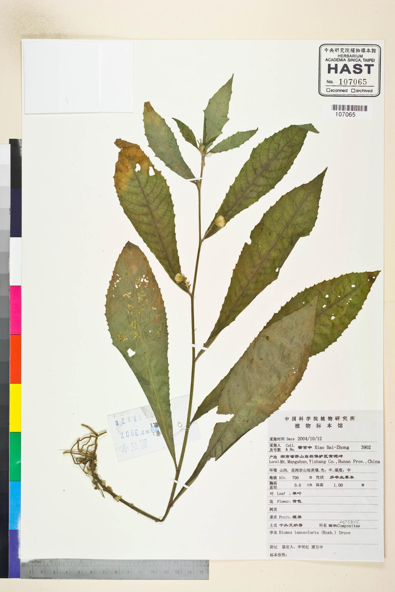 Sample image for viewer