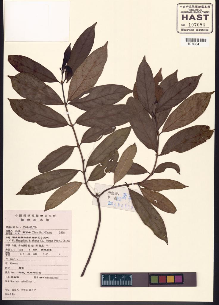 <Unit #116467 Xiao, Bai-Zhong | 蕭百中 | 3598:: | Morinda umbellata L.>