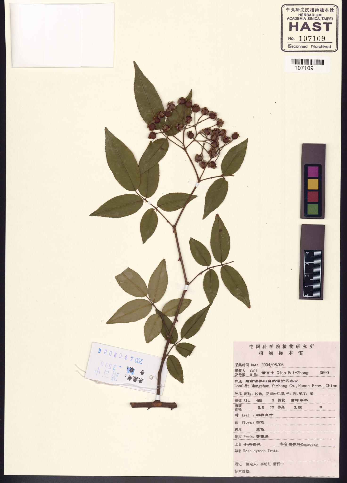 Sample image for viewer