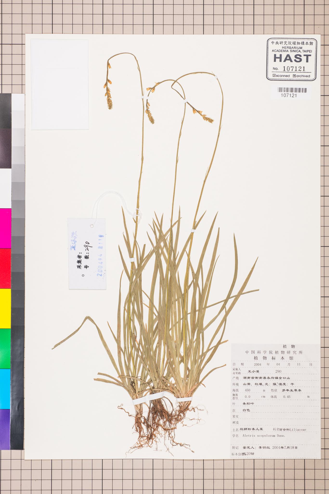 Sample image for viewer