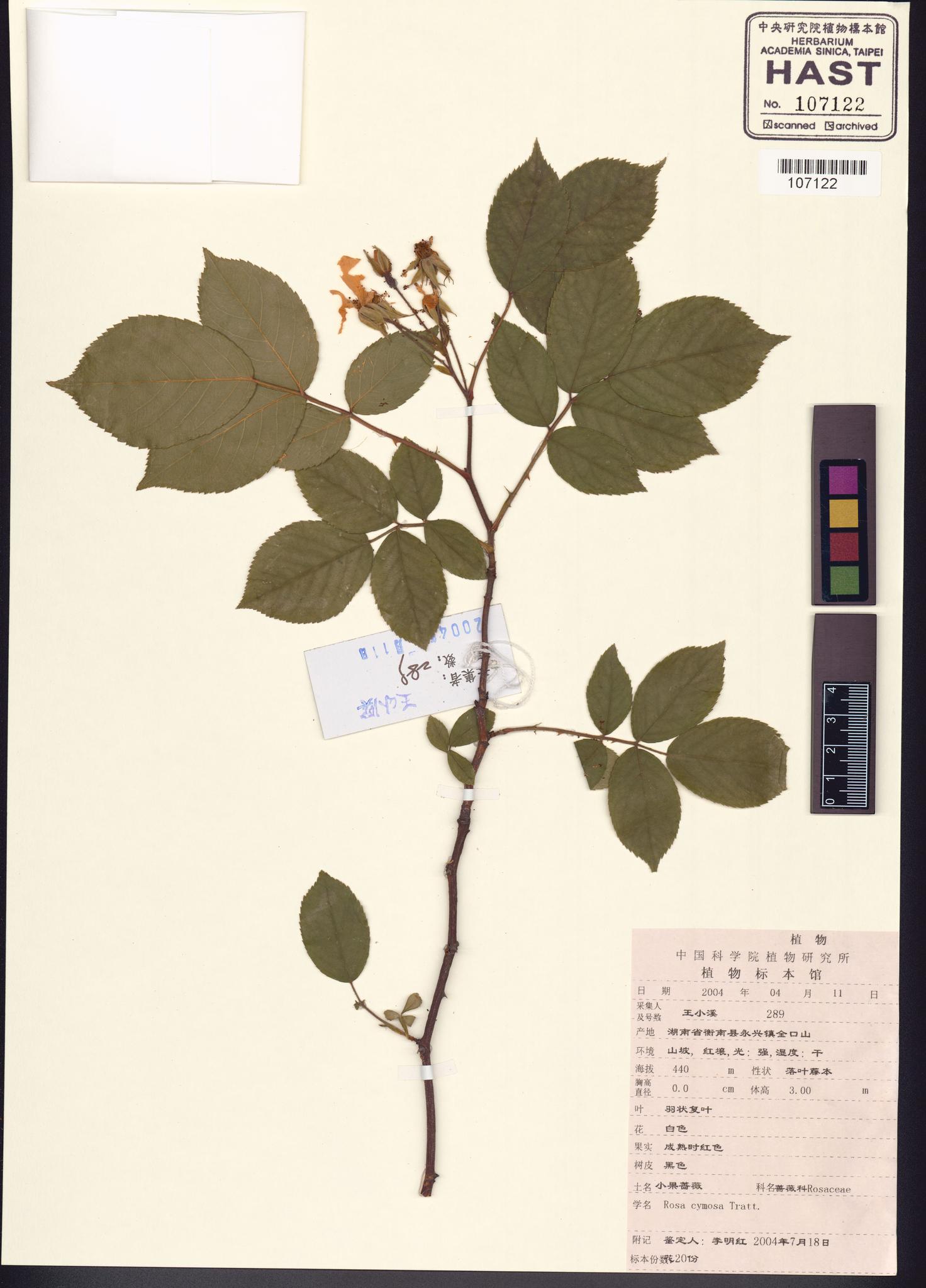 Sample image for viewer