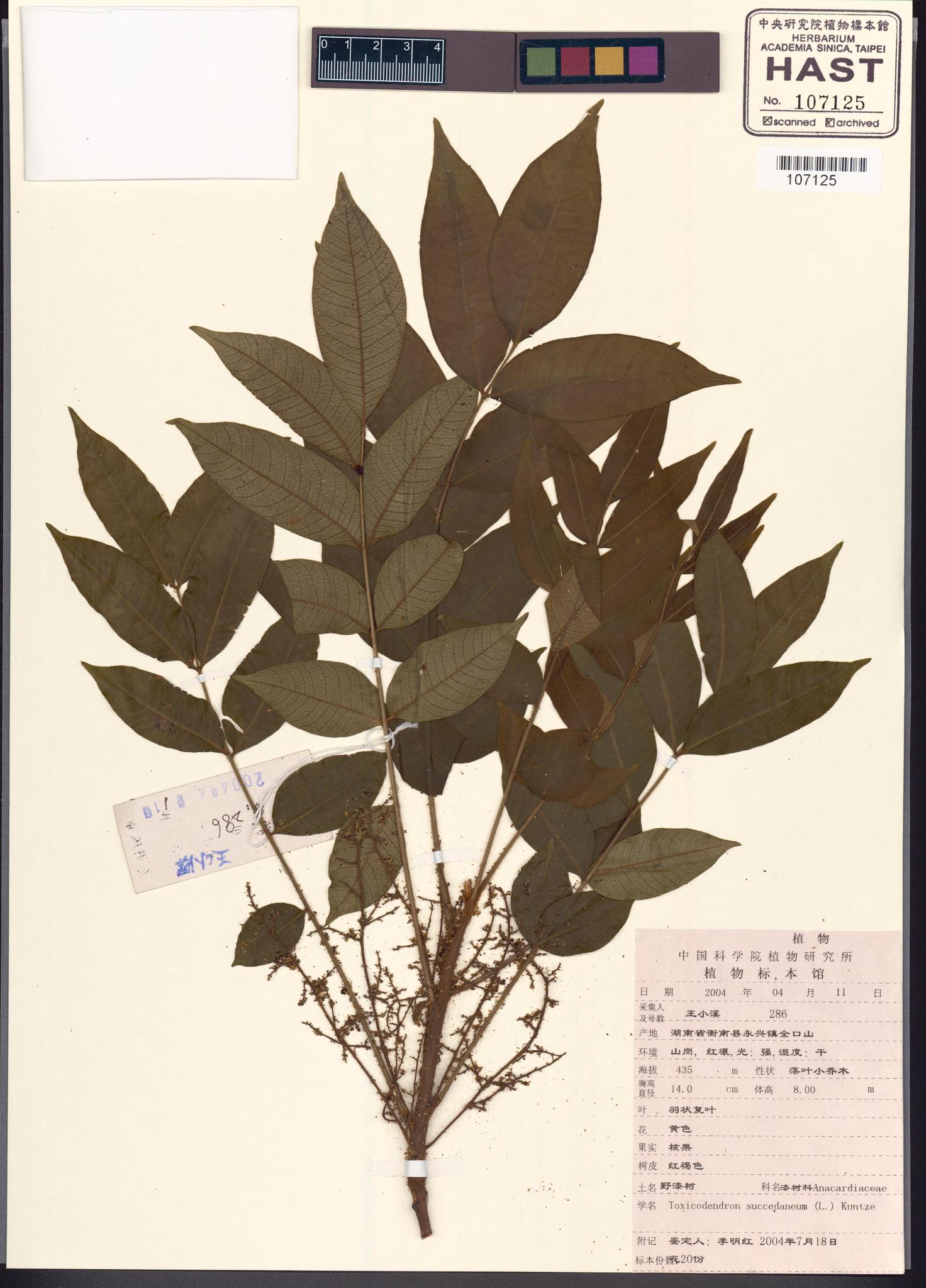 Sample image for viewer