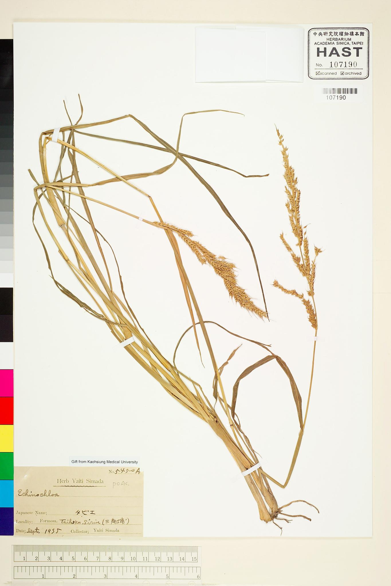 Sample image for viewer