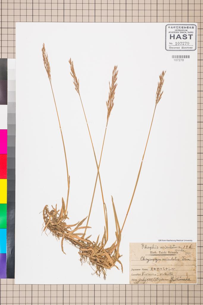 <Unit #57933 Simada, Yaiti | 島田彌市 | 396A:: | Chrysopogon aciculatus (Retz.) Trin.>