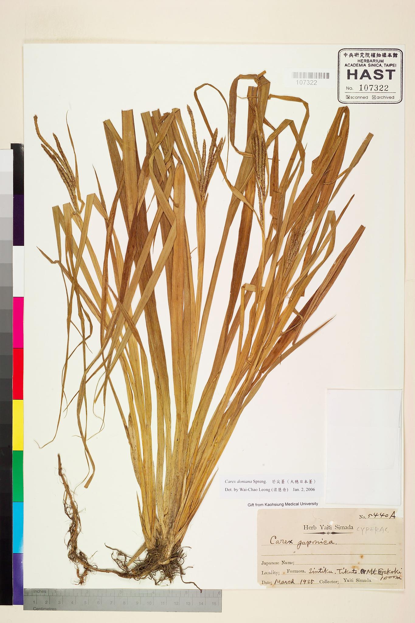 Sample image for viewer