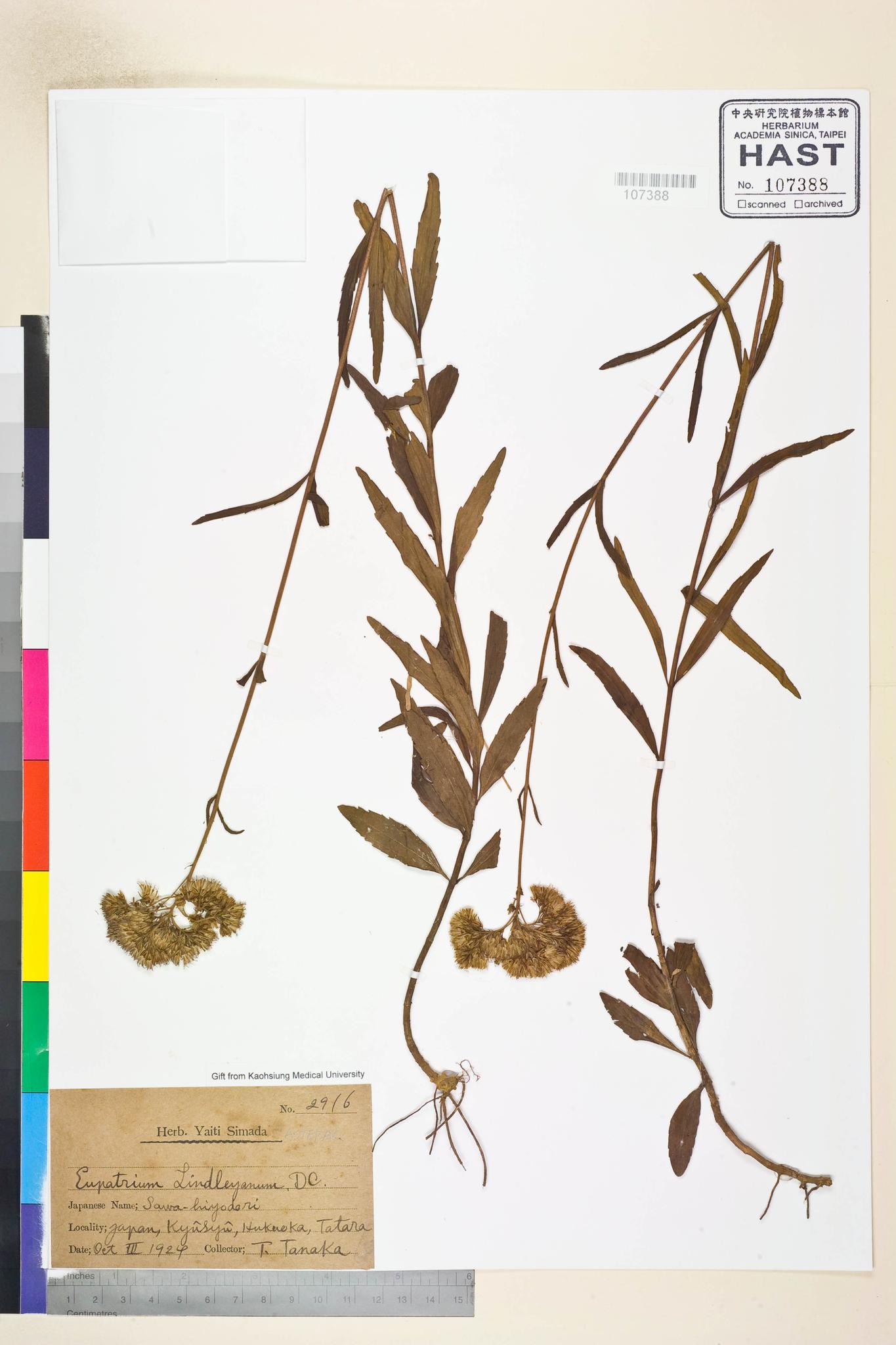 Sample image for viewer