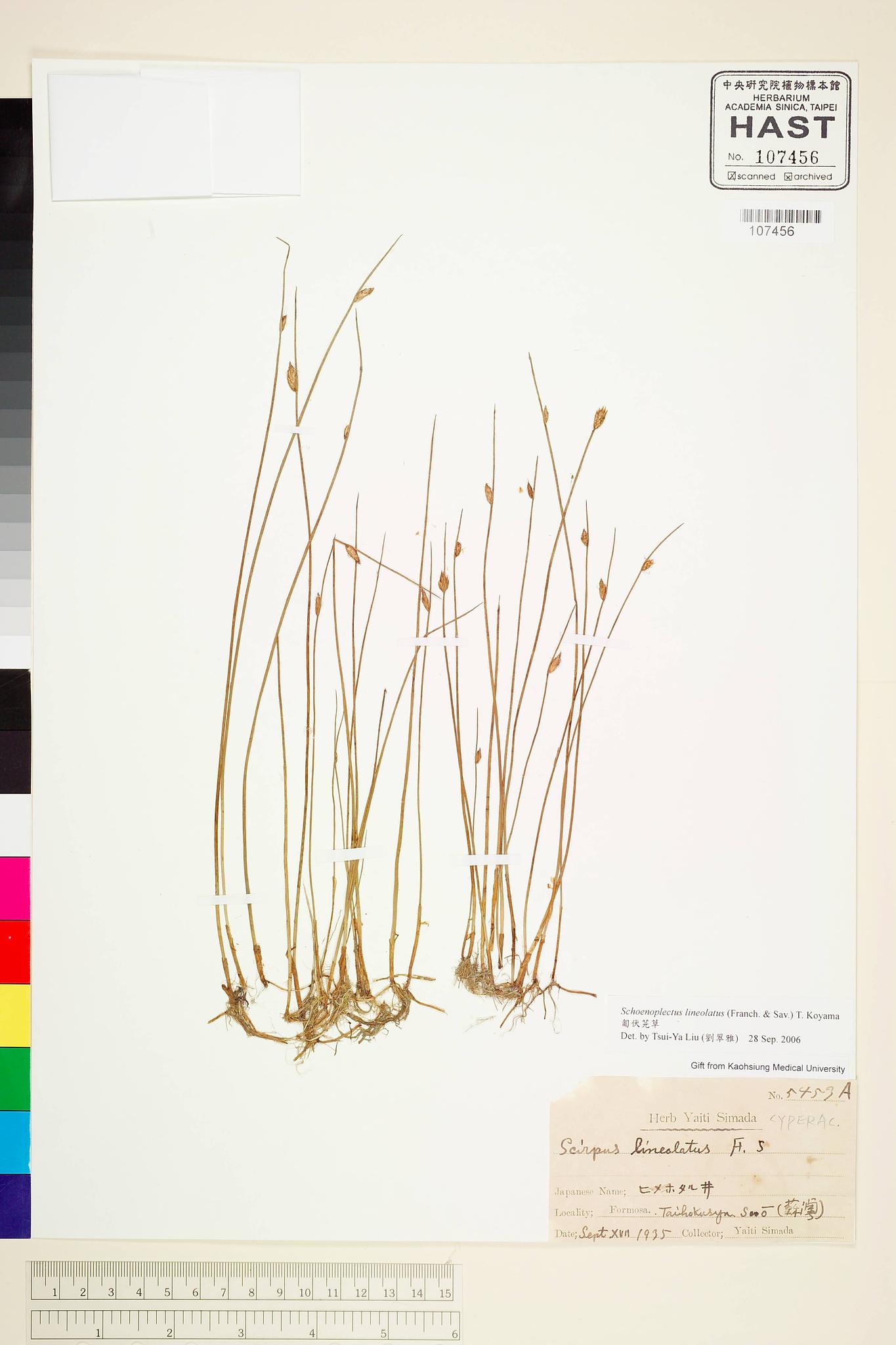 Sample image for viewer