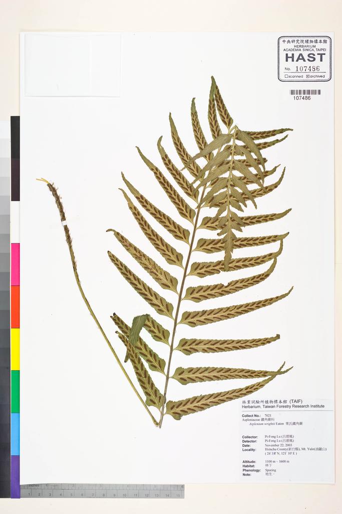 <Unit #56604 Lu, Pi-Fong | 呂碧鳳 | 7021:: | Asplenium wrightii Eaton ex Hook.>