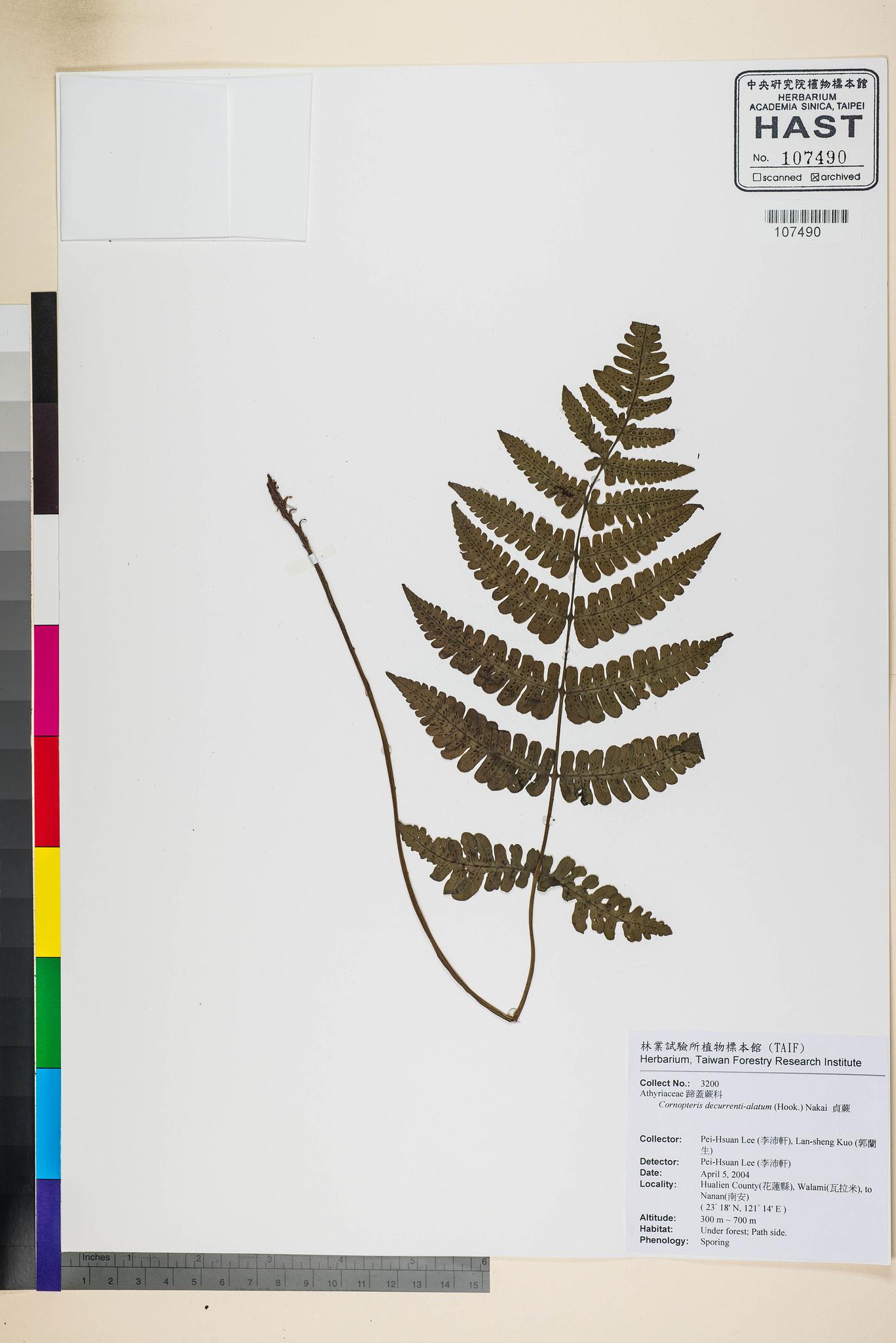 Sample image for viewer