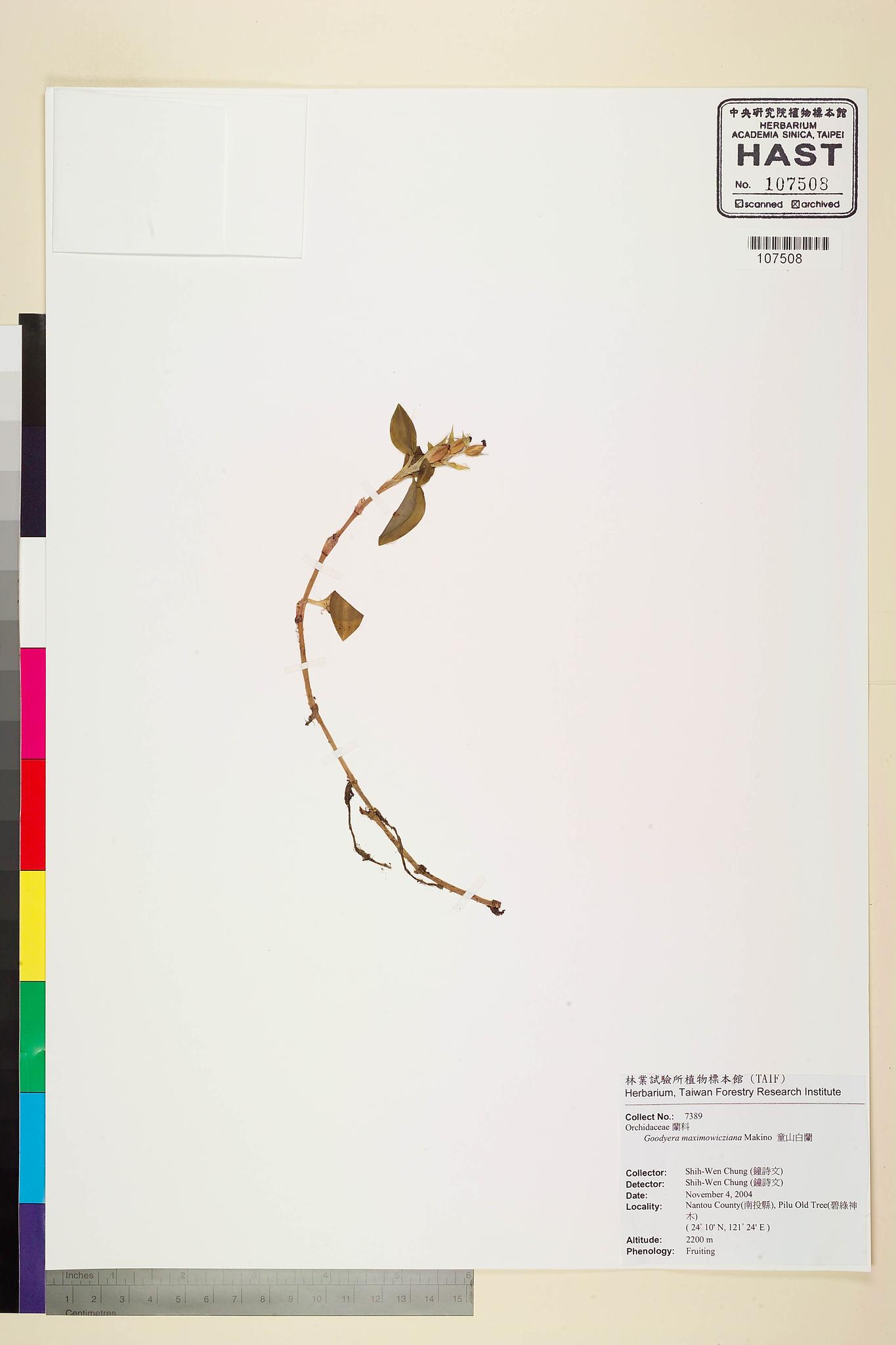 Sample image for viewer