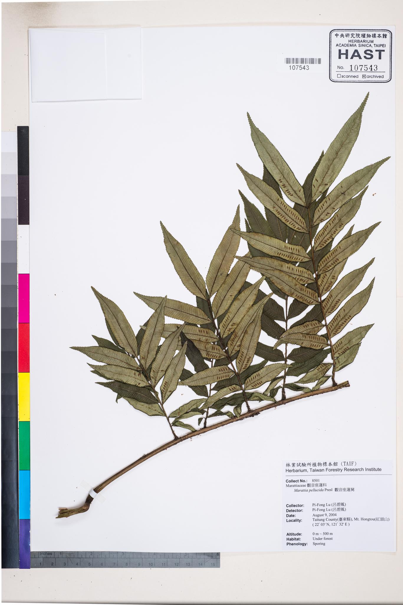 Sample image for viewer