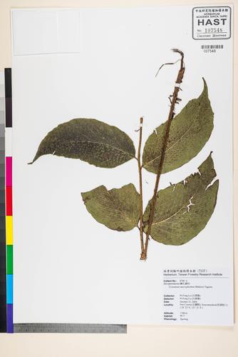 Cyrtomium macrophyllum (Makino) Tagawa