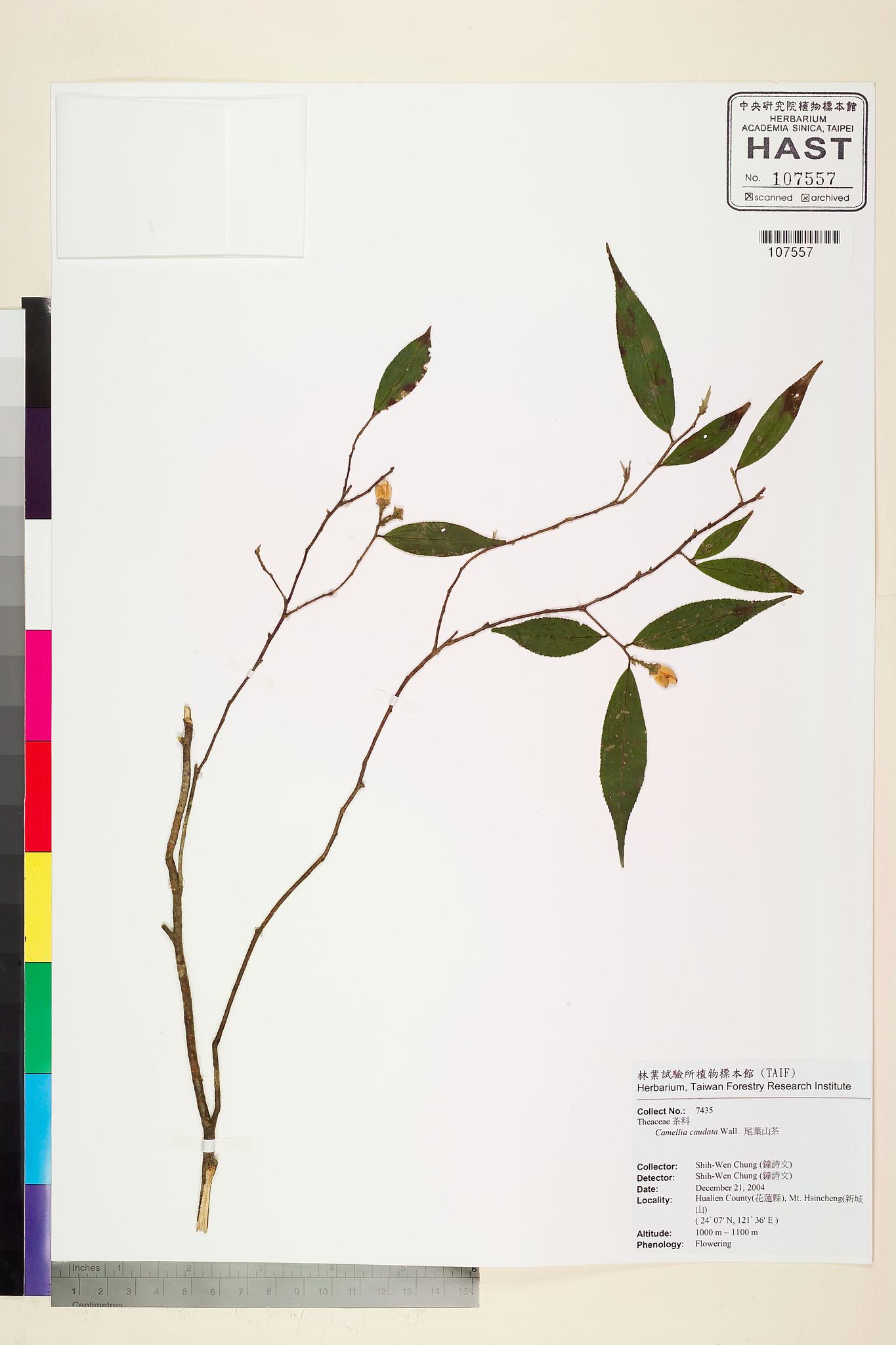 Sample image for viewer