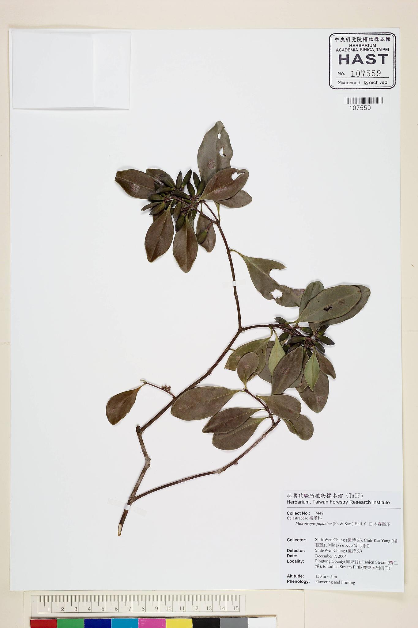 Sample image for viewer