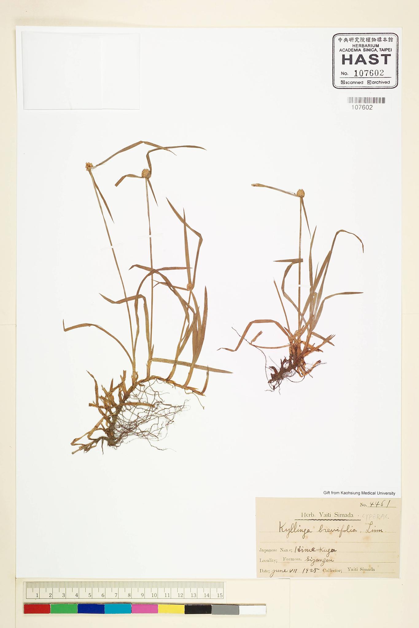 Sample image for viewer