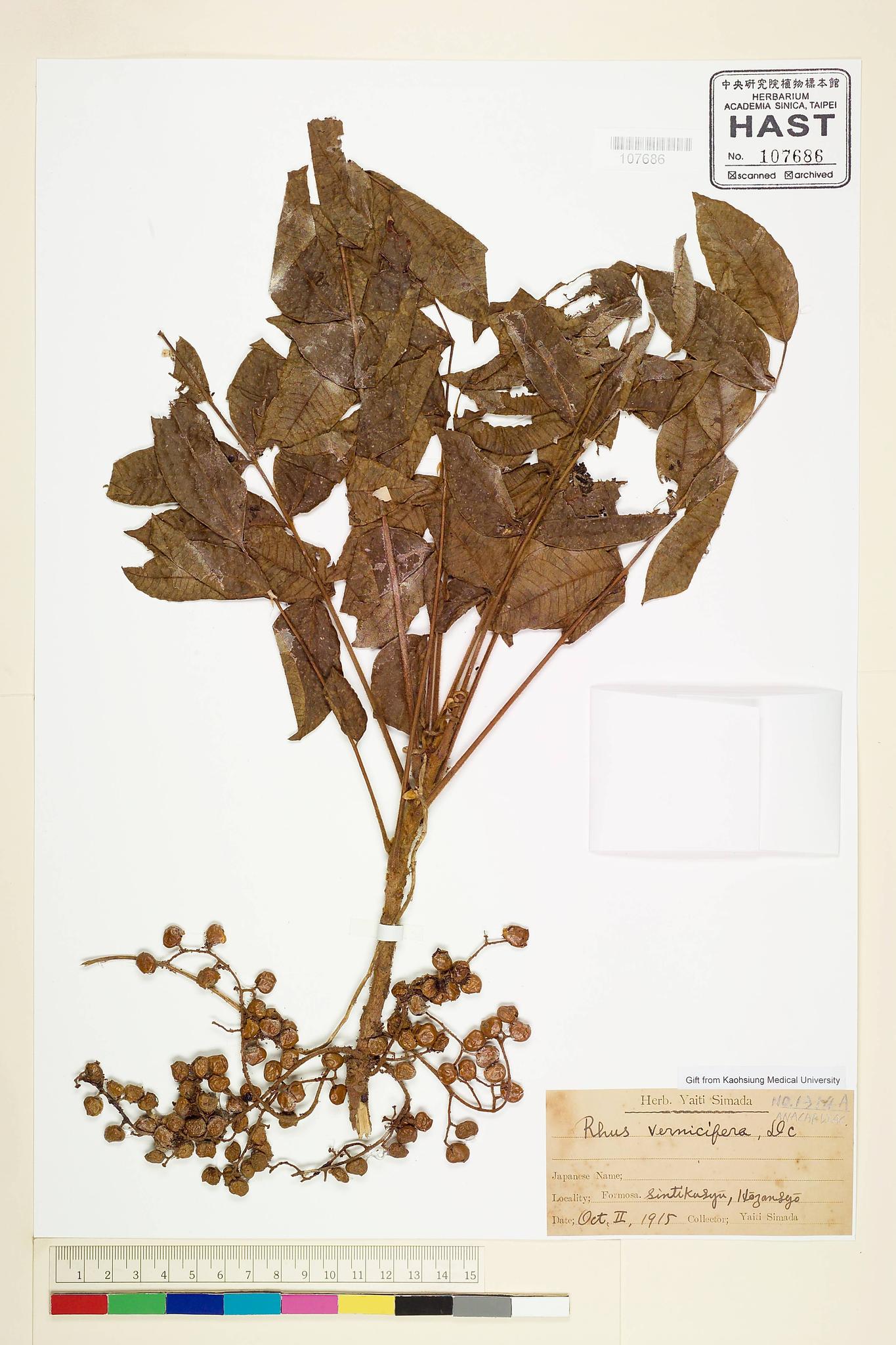 Sample image for viewer