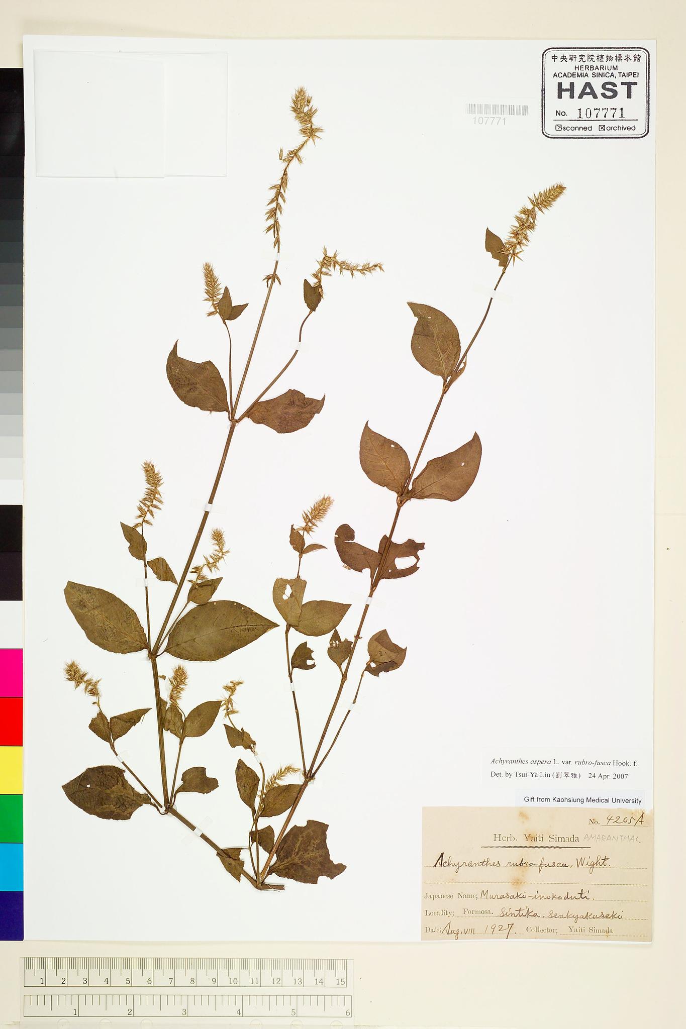 Sample image for viewer