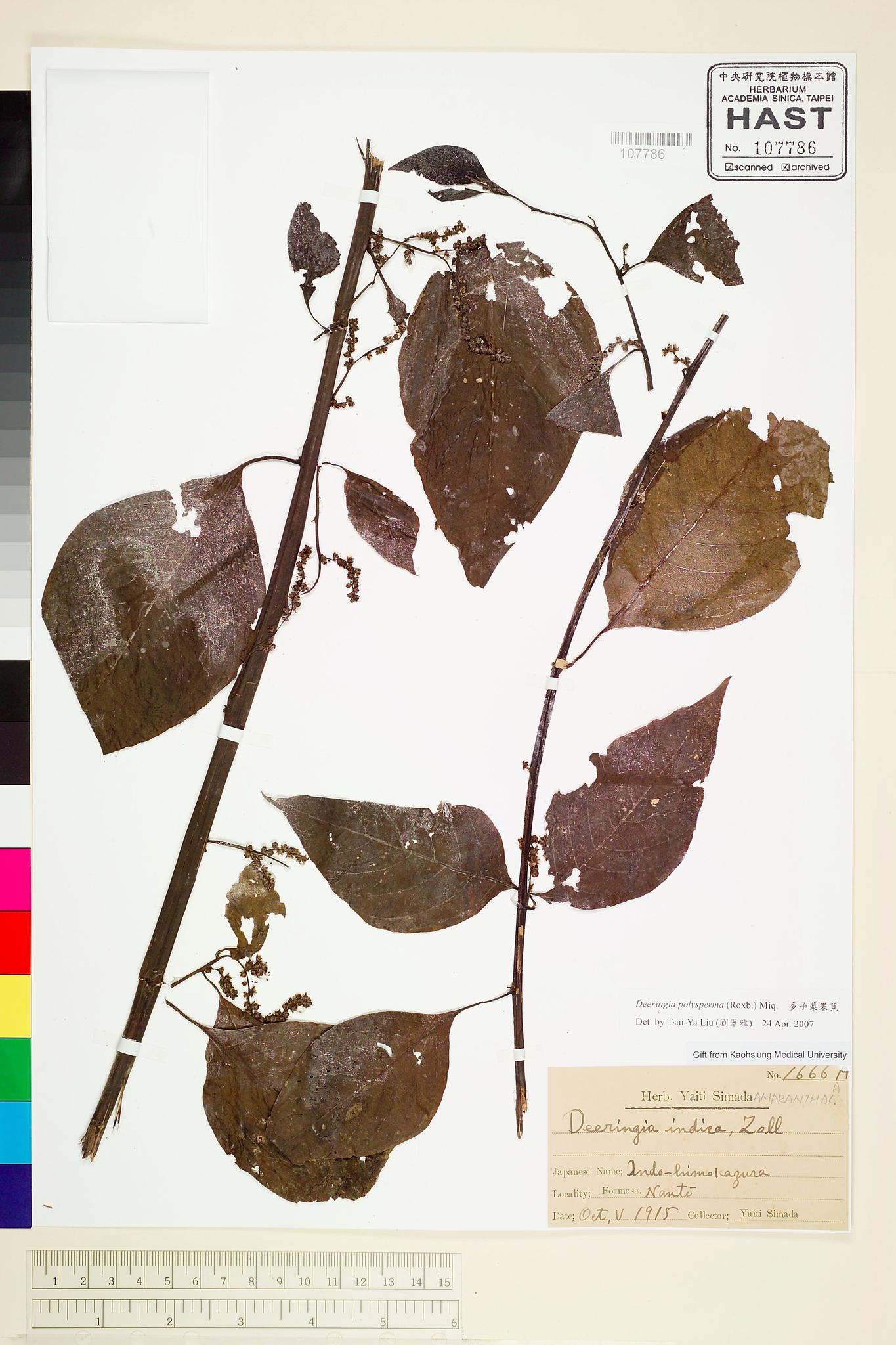 Sample image for viewer