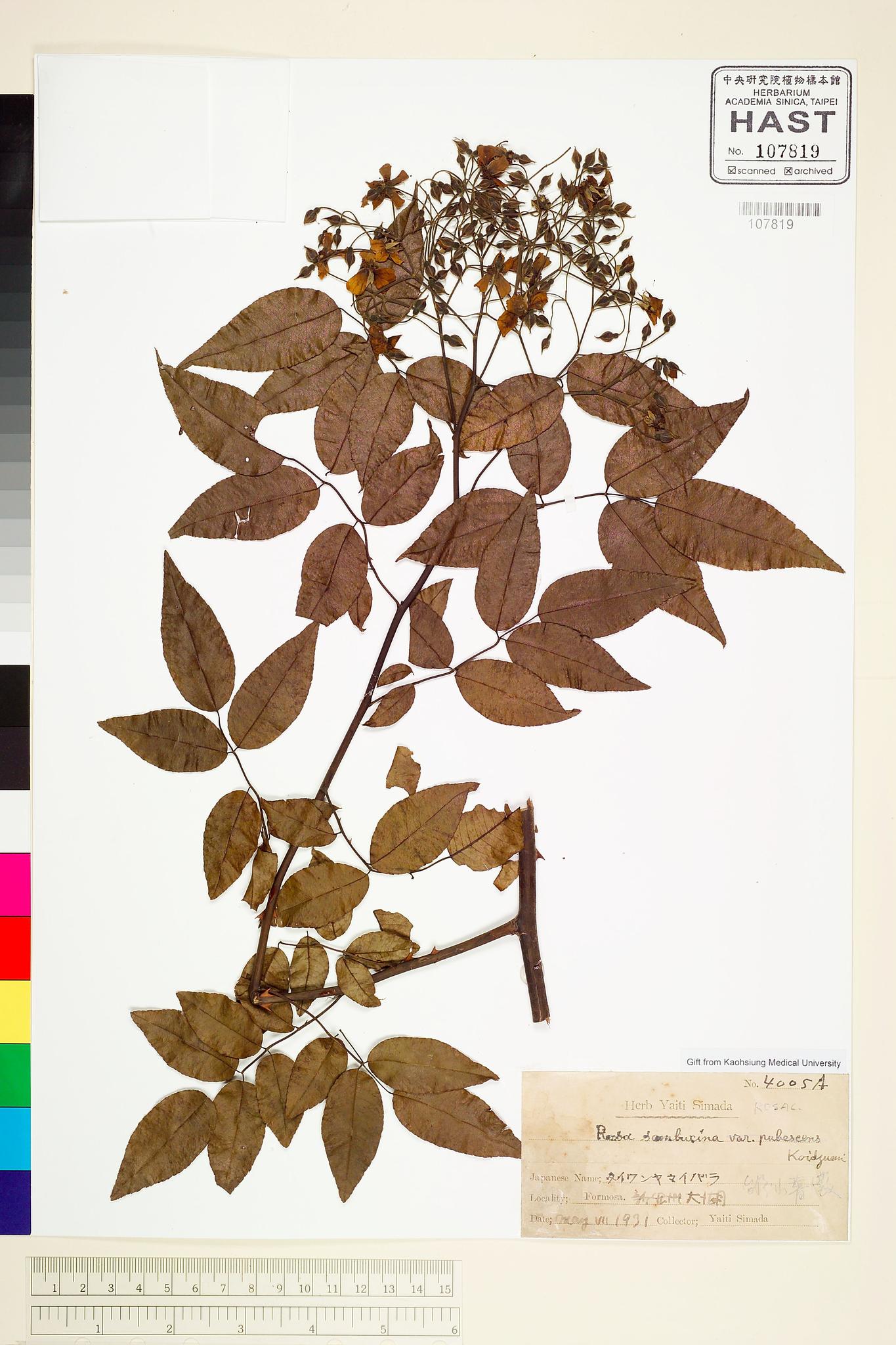 Sample image for viewer