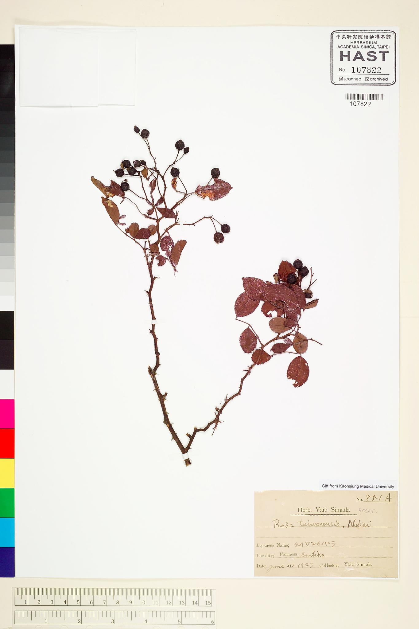 Sample image for viewer