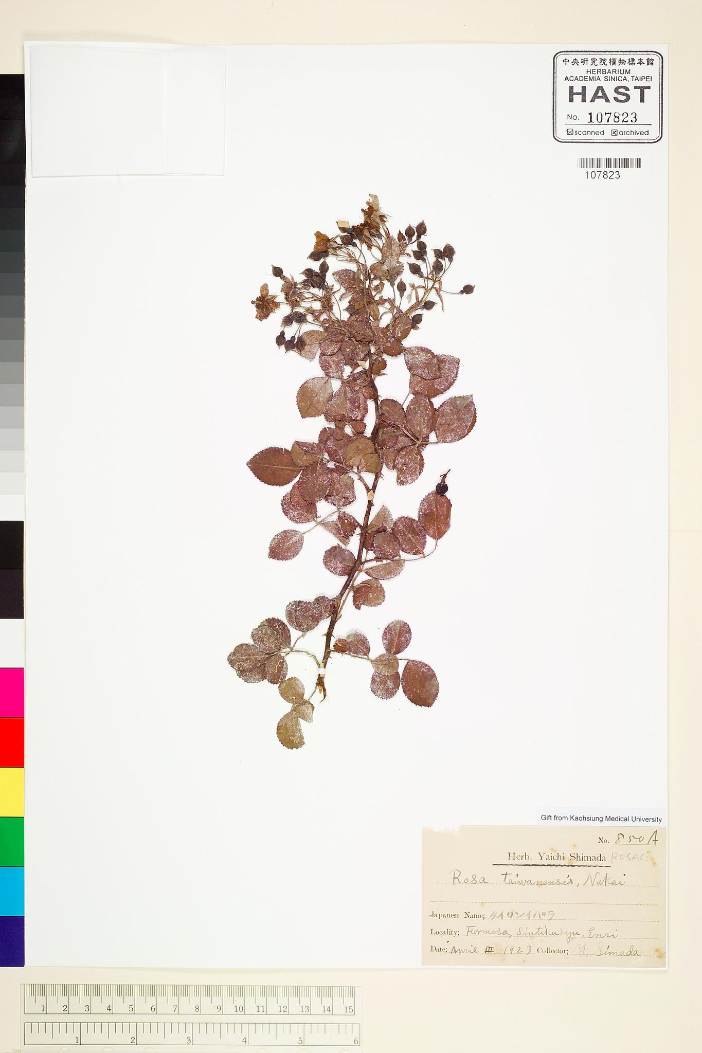 Sample image for viewer