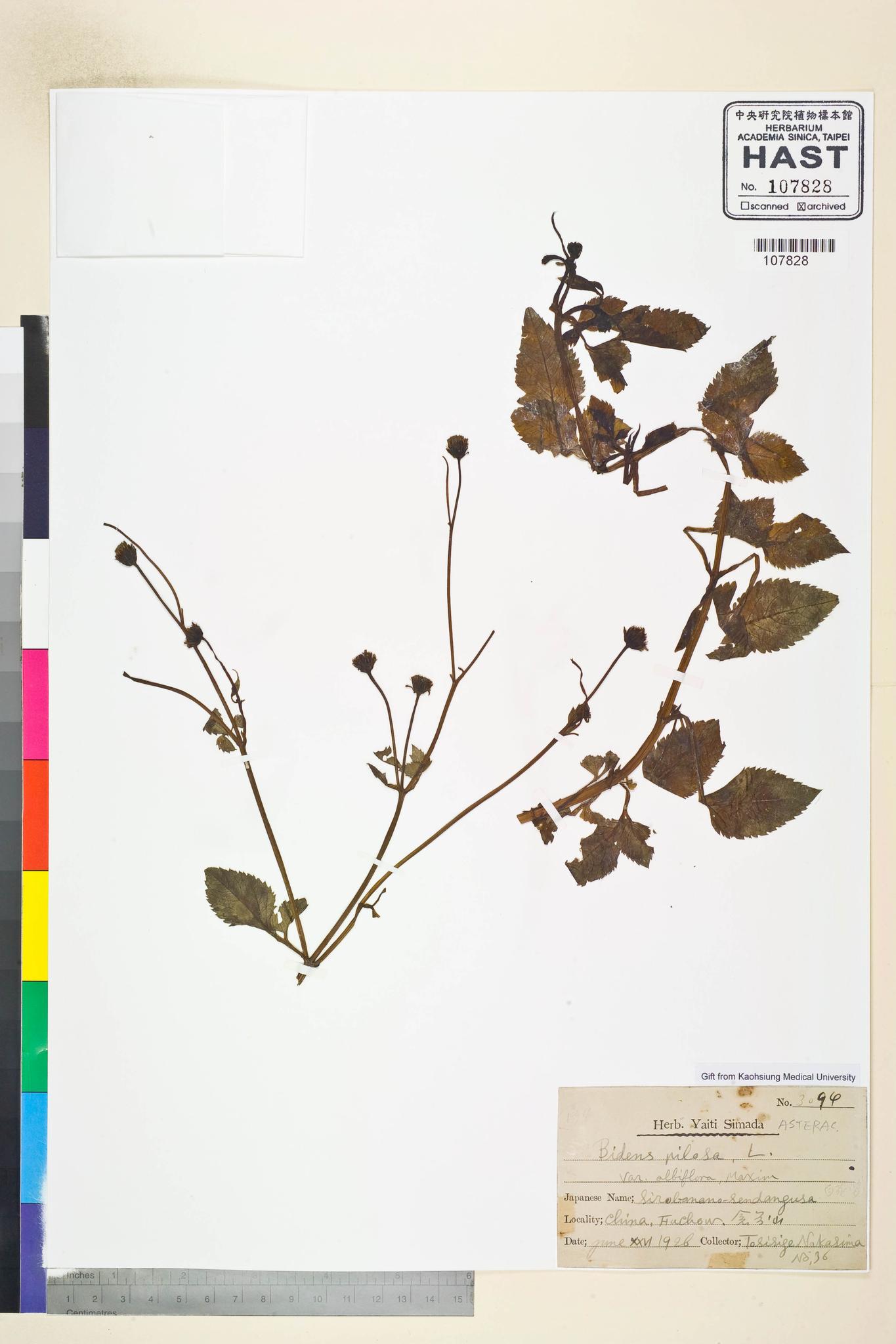 Sample image for viewer