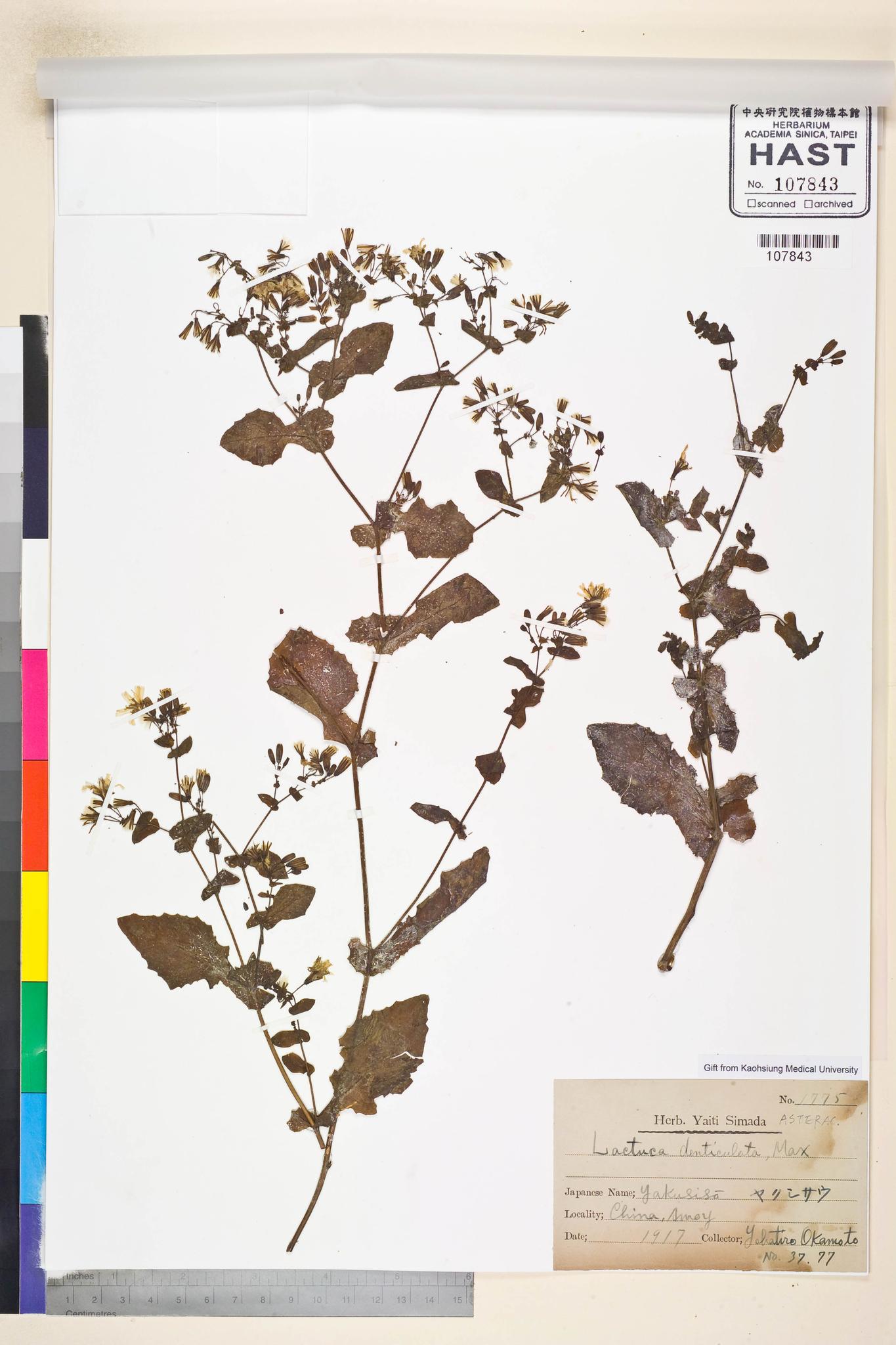 Sample image for viewer