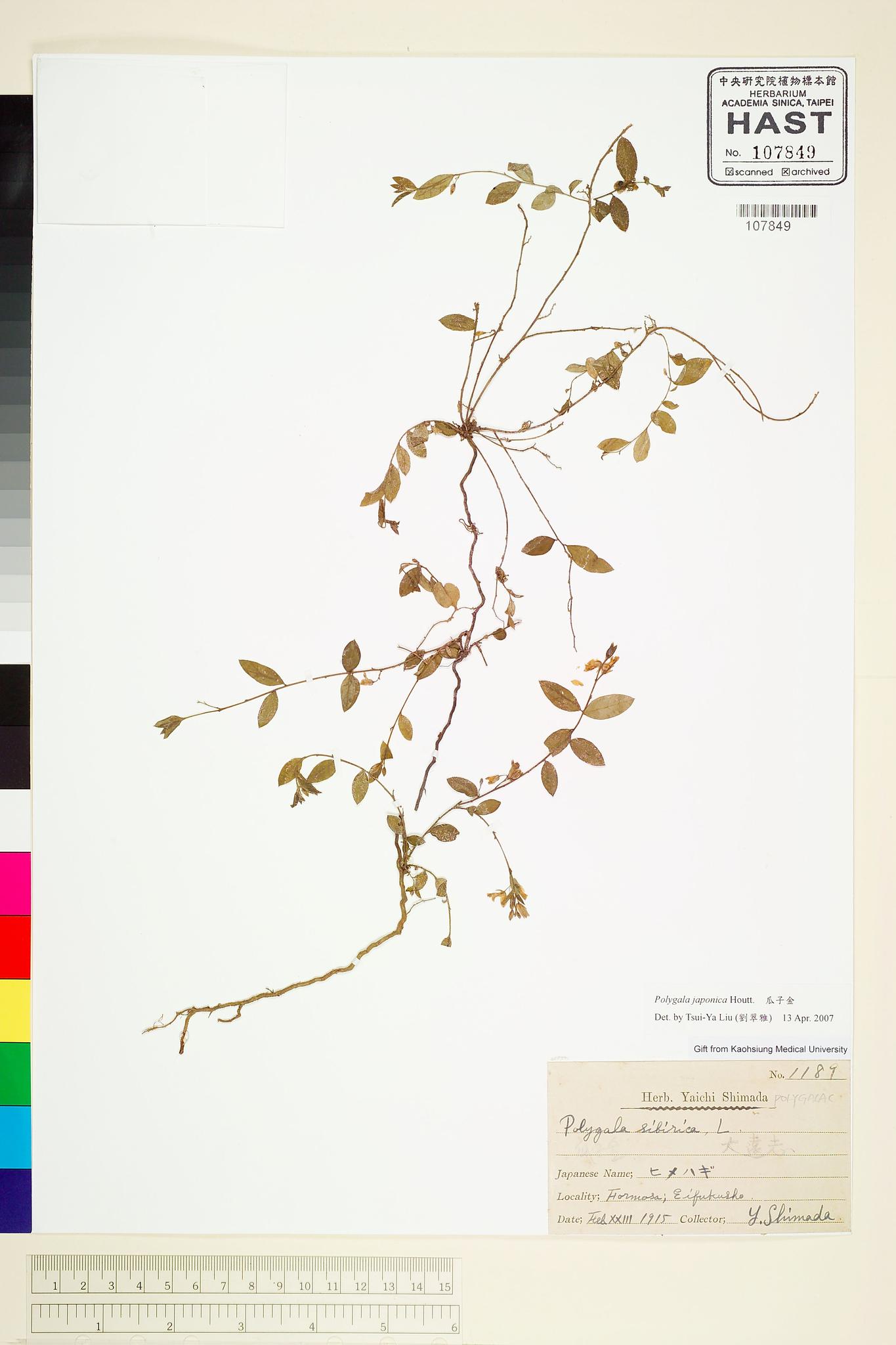 Sample image for viewer