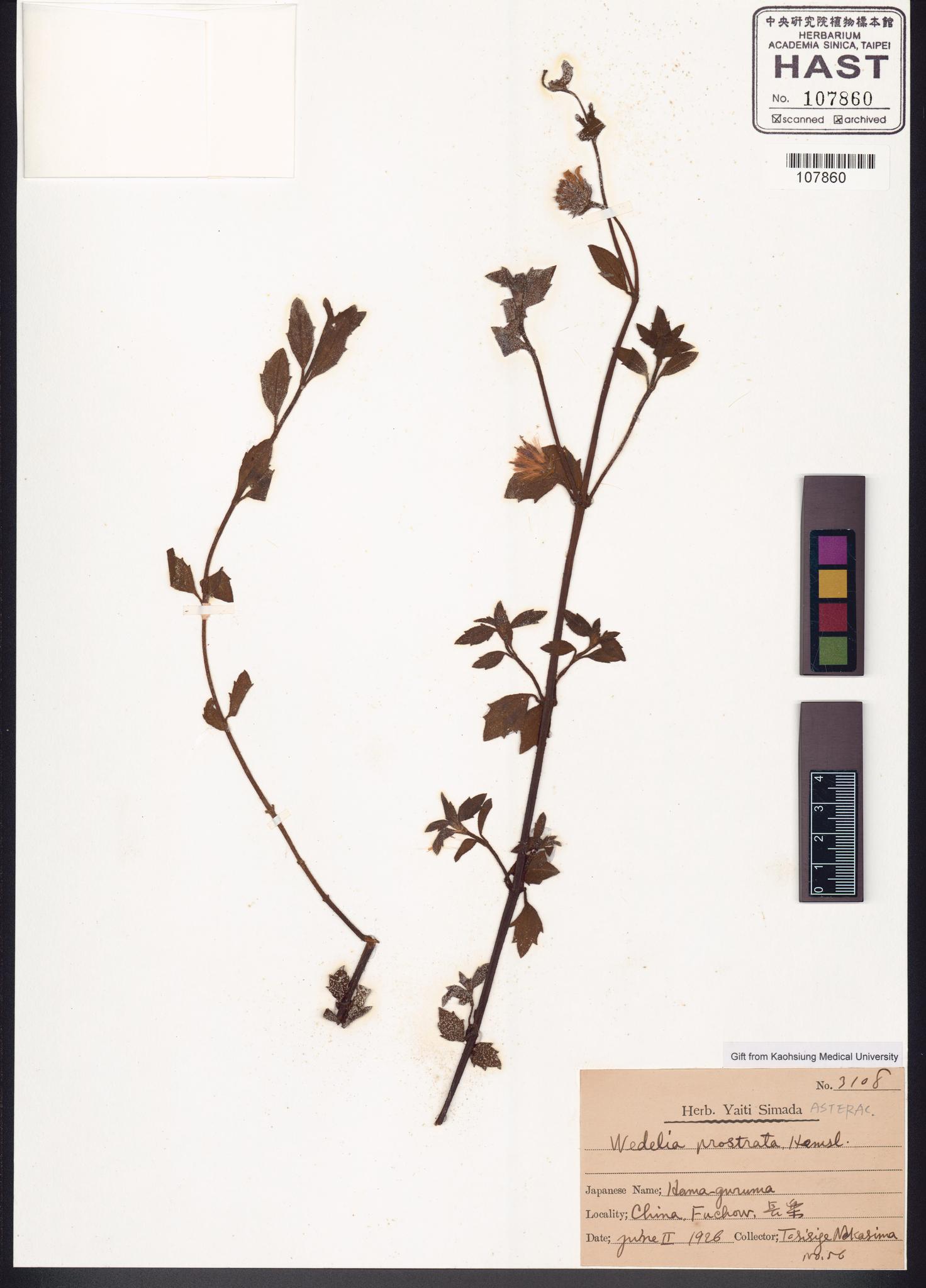 Sample image for viewer