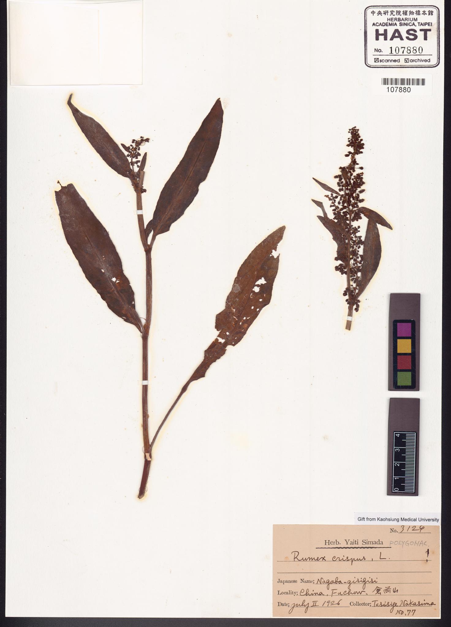 Sample image for viewer