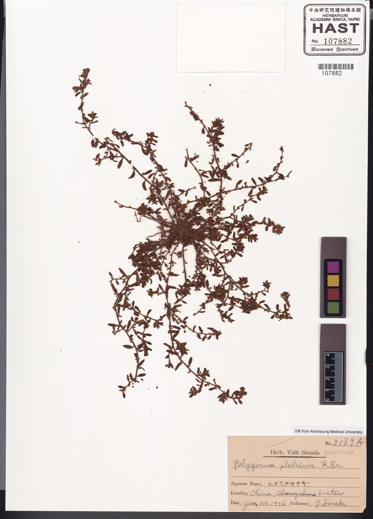 Sample image for viewer