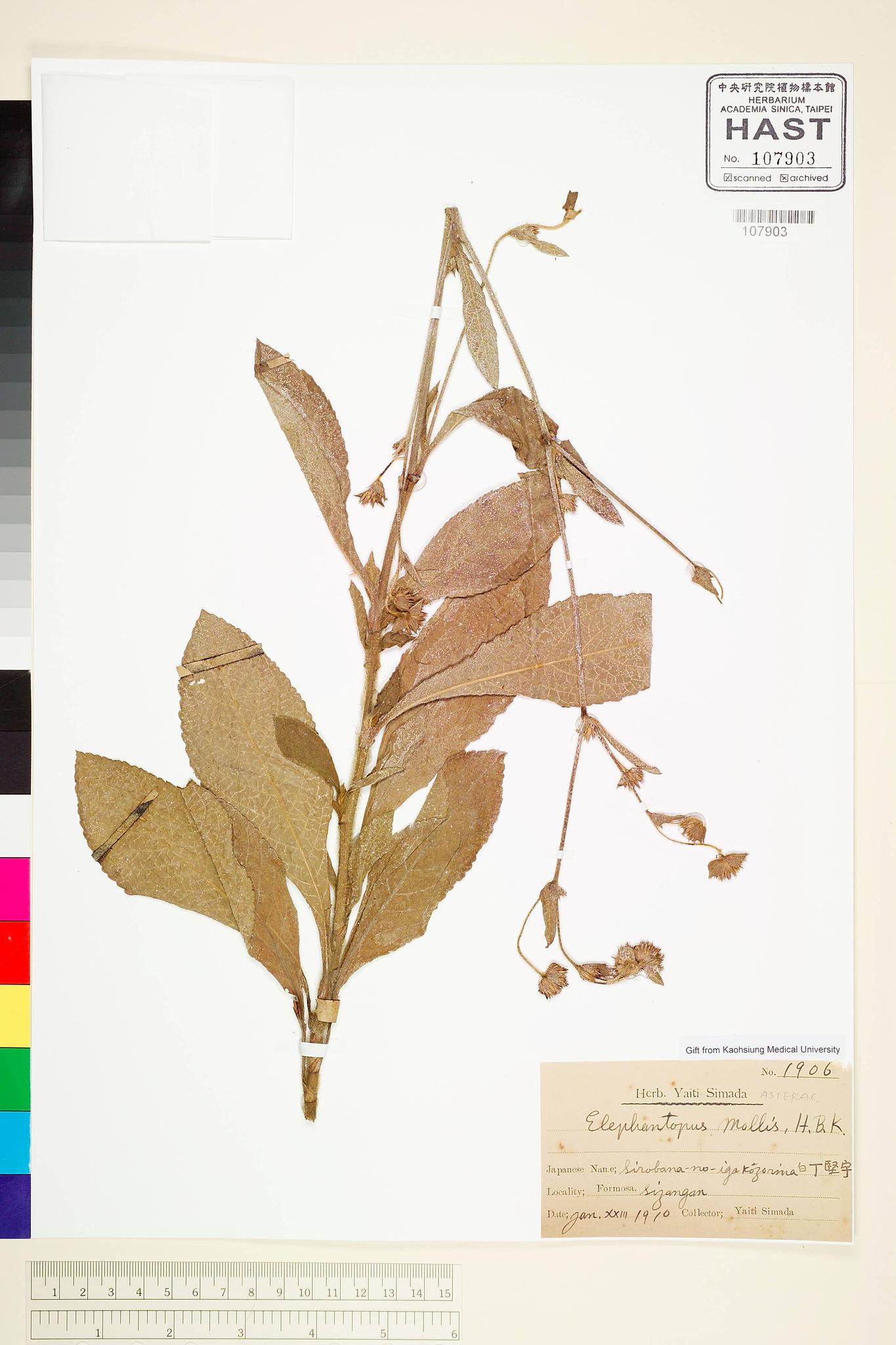 Sample image for viewer