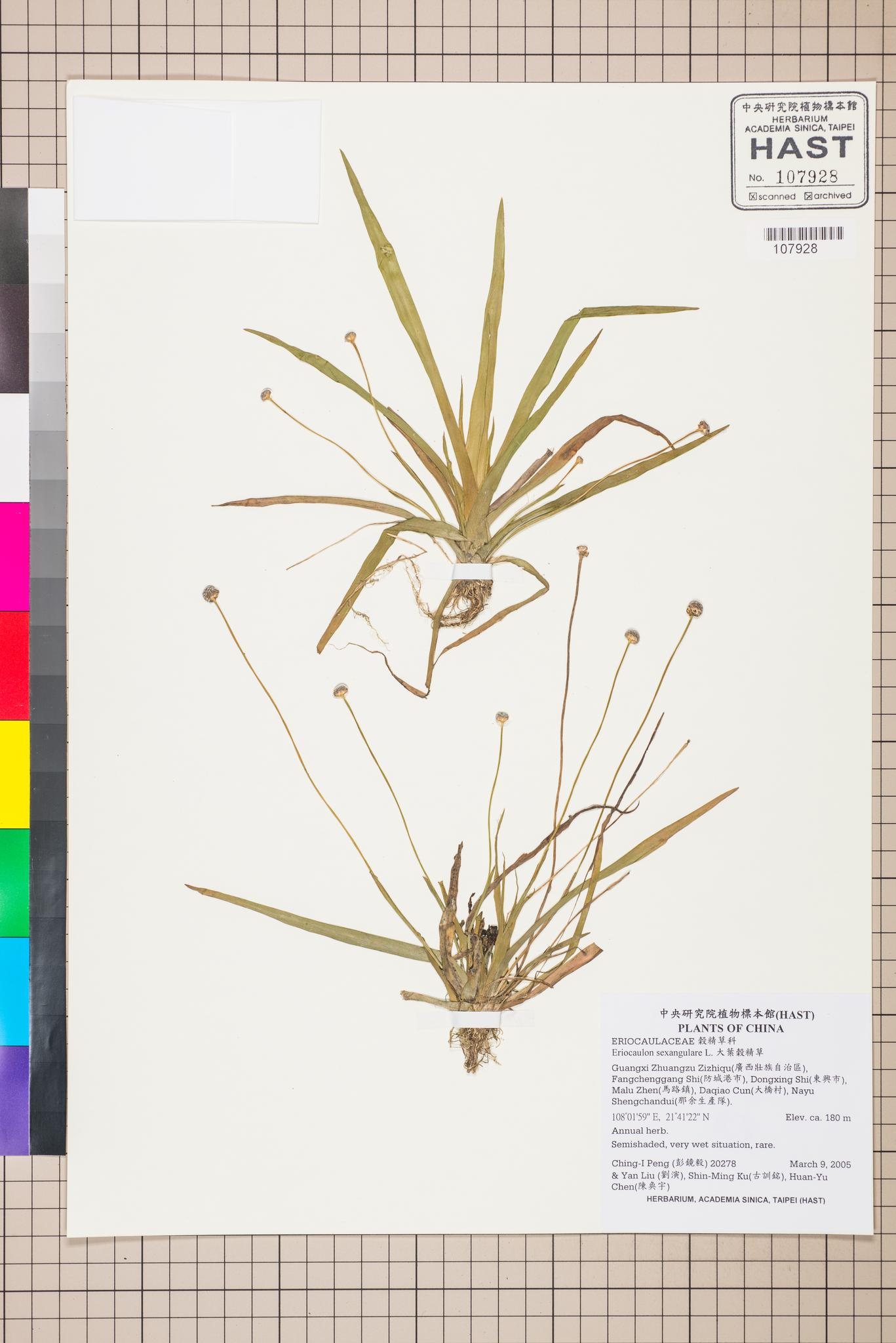 Sample image for viewer