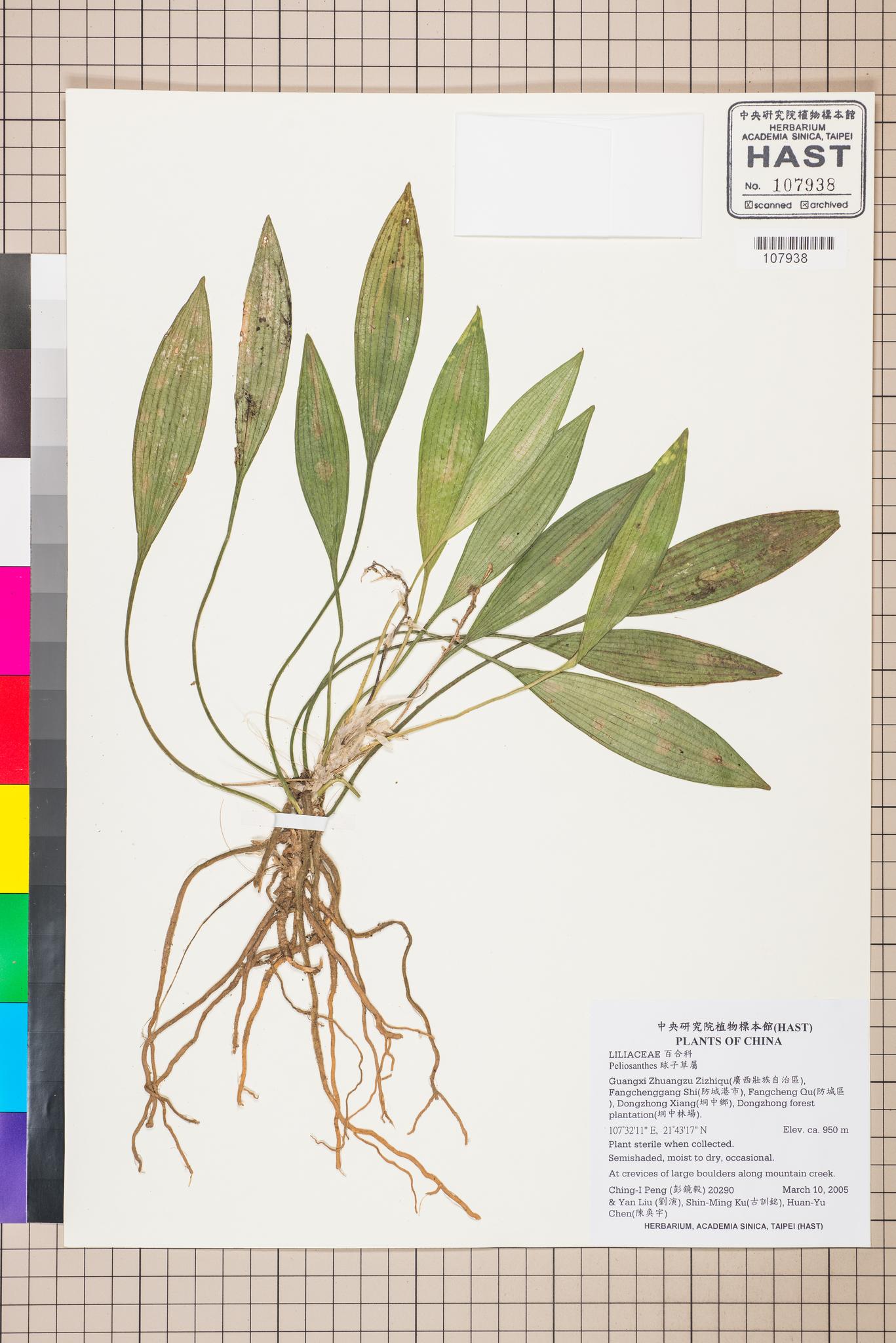 Sample image for viewer