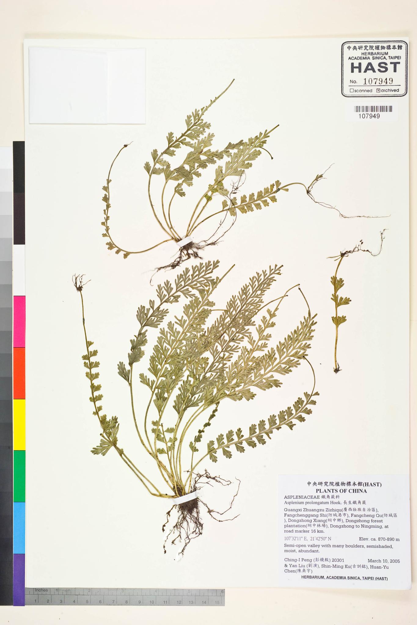 Sample image for viewer