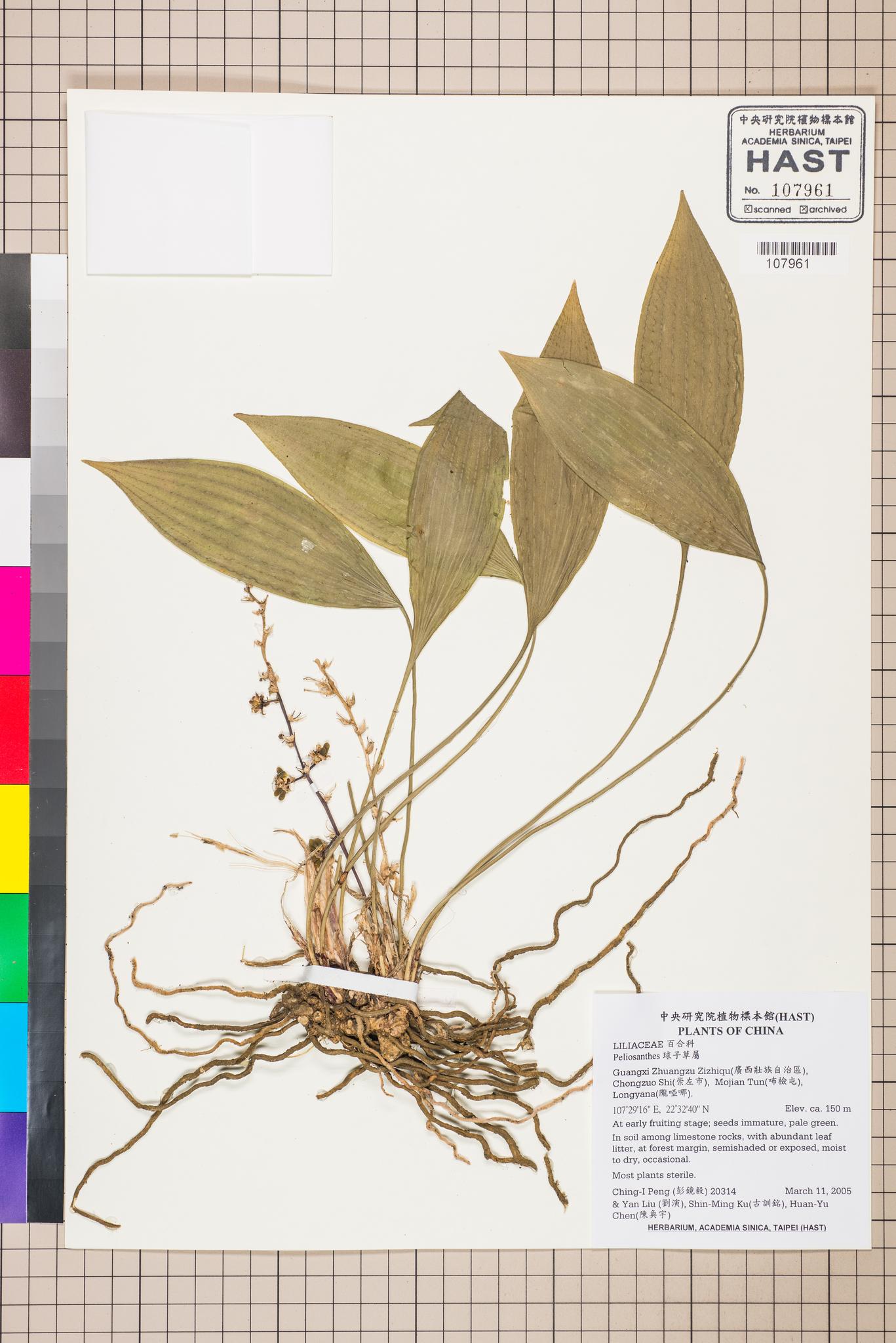 Sample image for viewer